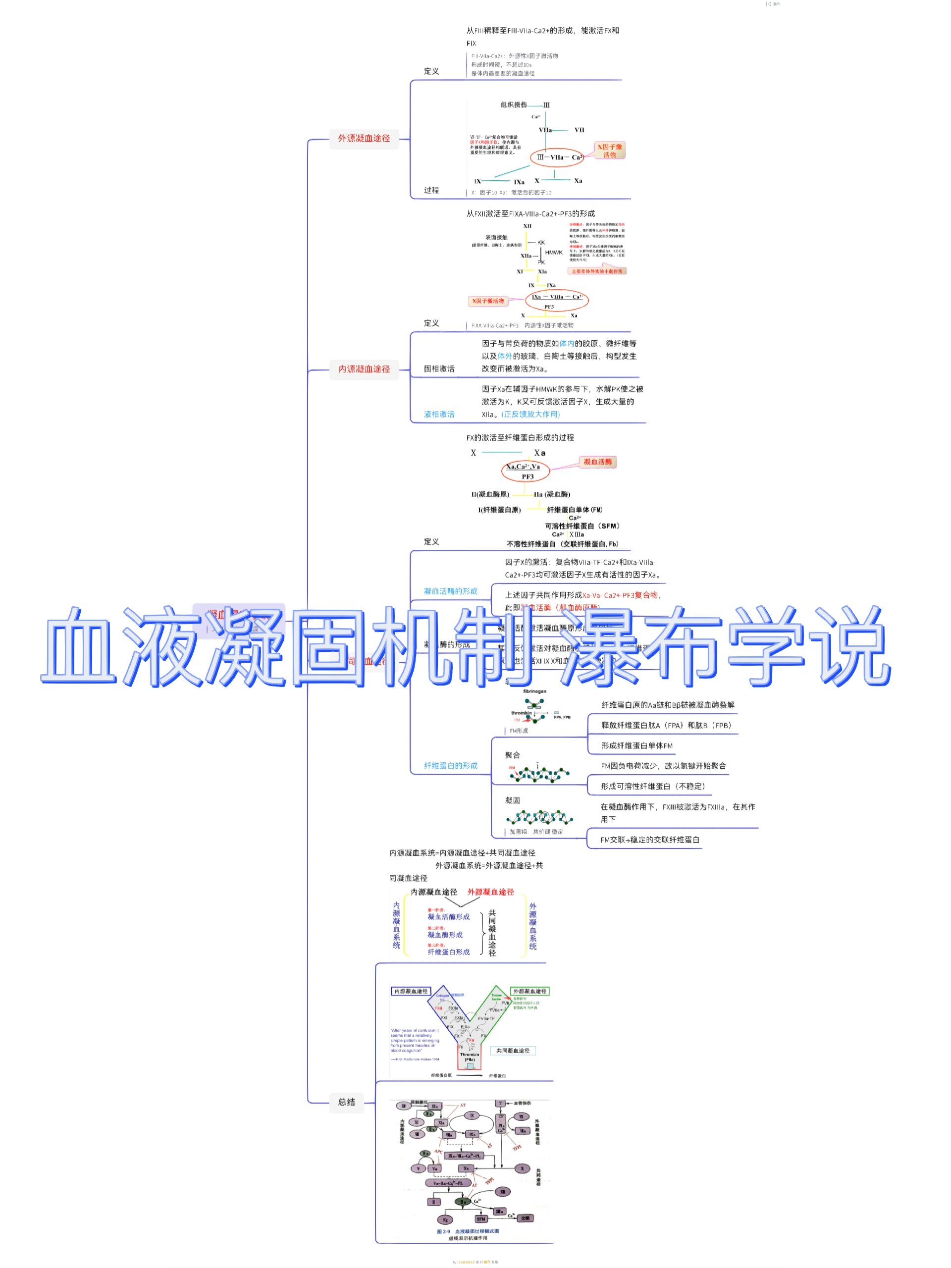 血液凝固机制 瀑布学说 瀑布学说来啦 欢迎关注