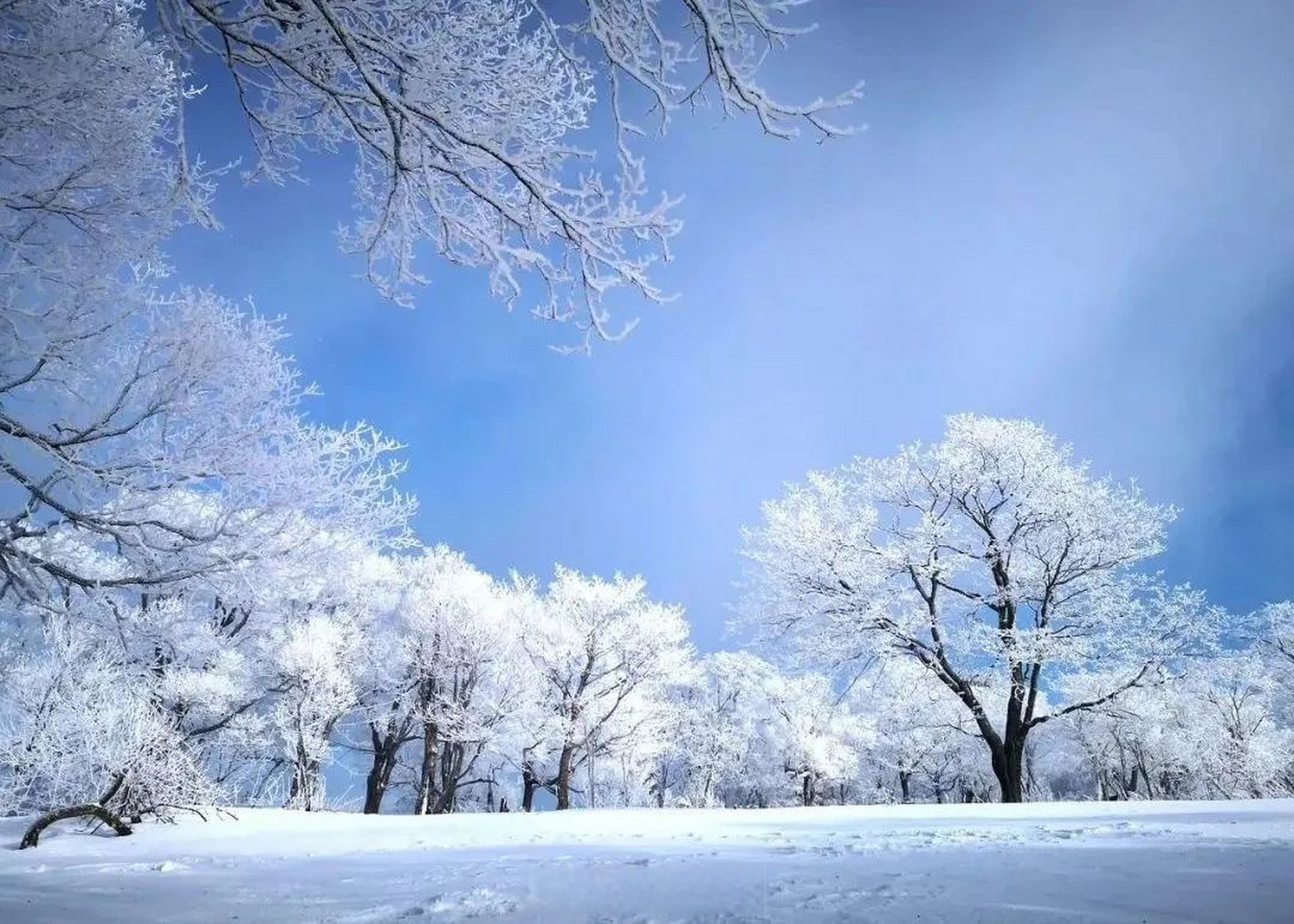 长白天下雪# 通化市的雾凇,格外令人赞叹,在这里,你可以看到很多树木