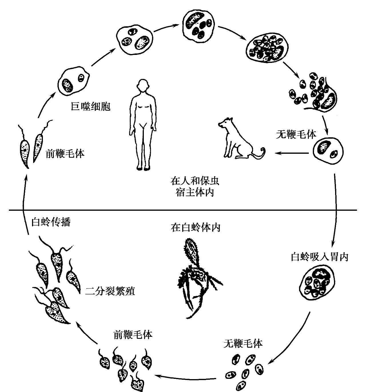 杜氏利什曼原虫利杜体图片