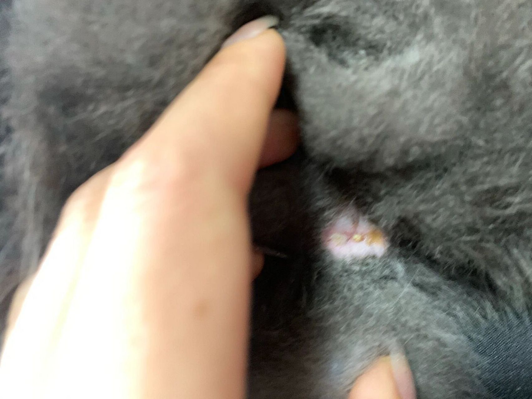 猫咪屁股出黄色的液体是怎么了 有没有人知道猫咪屁股上出黄色的水是