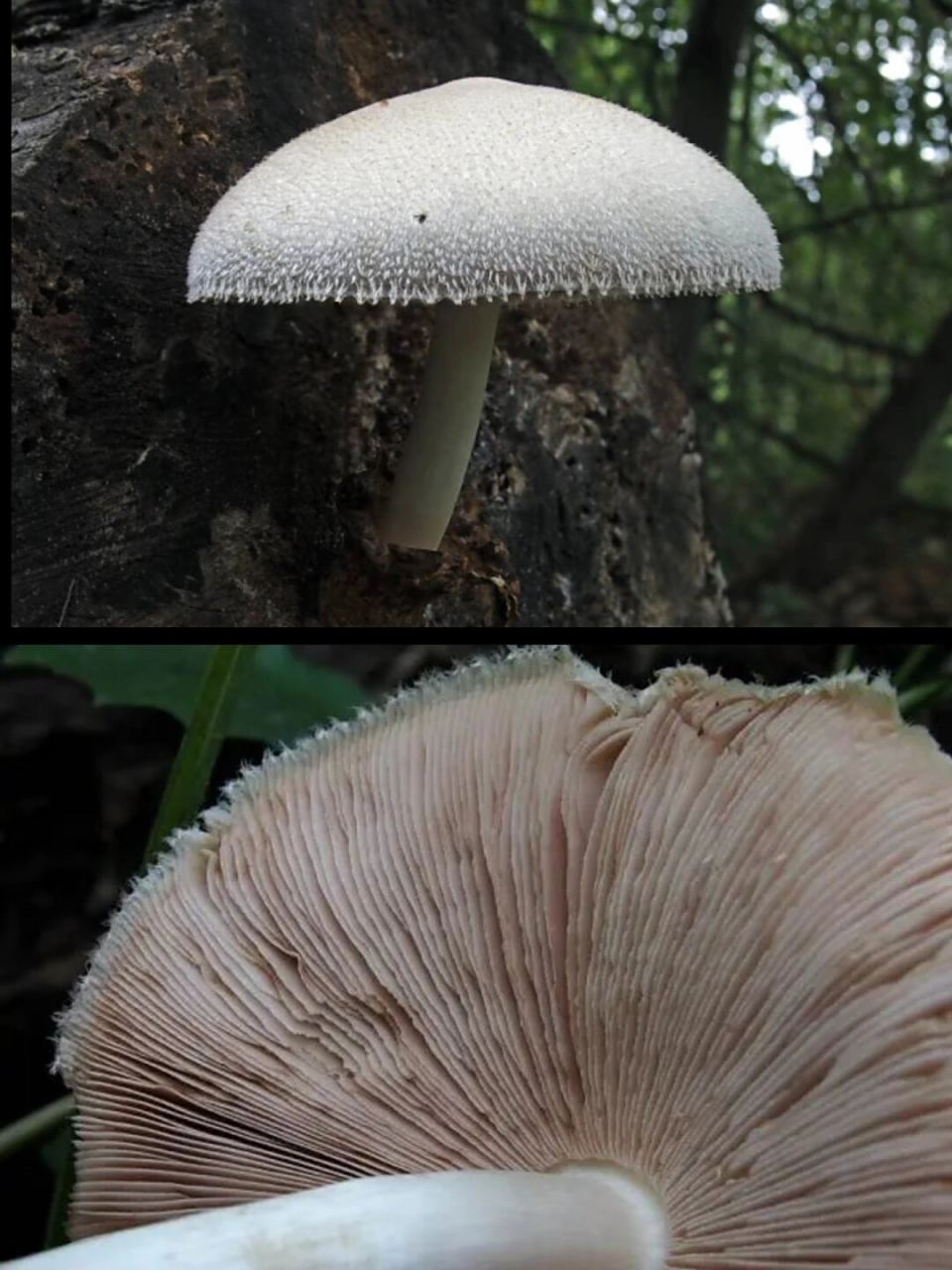 7215中文名:银丝草菇,银丝菇,树生草菇,丝盖苞脚菇 拉丁学名:volv