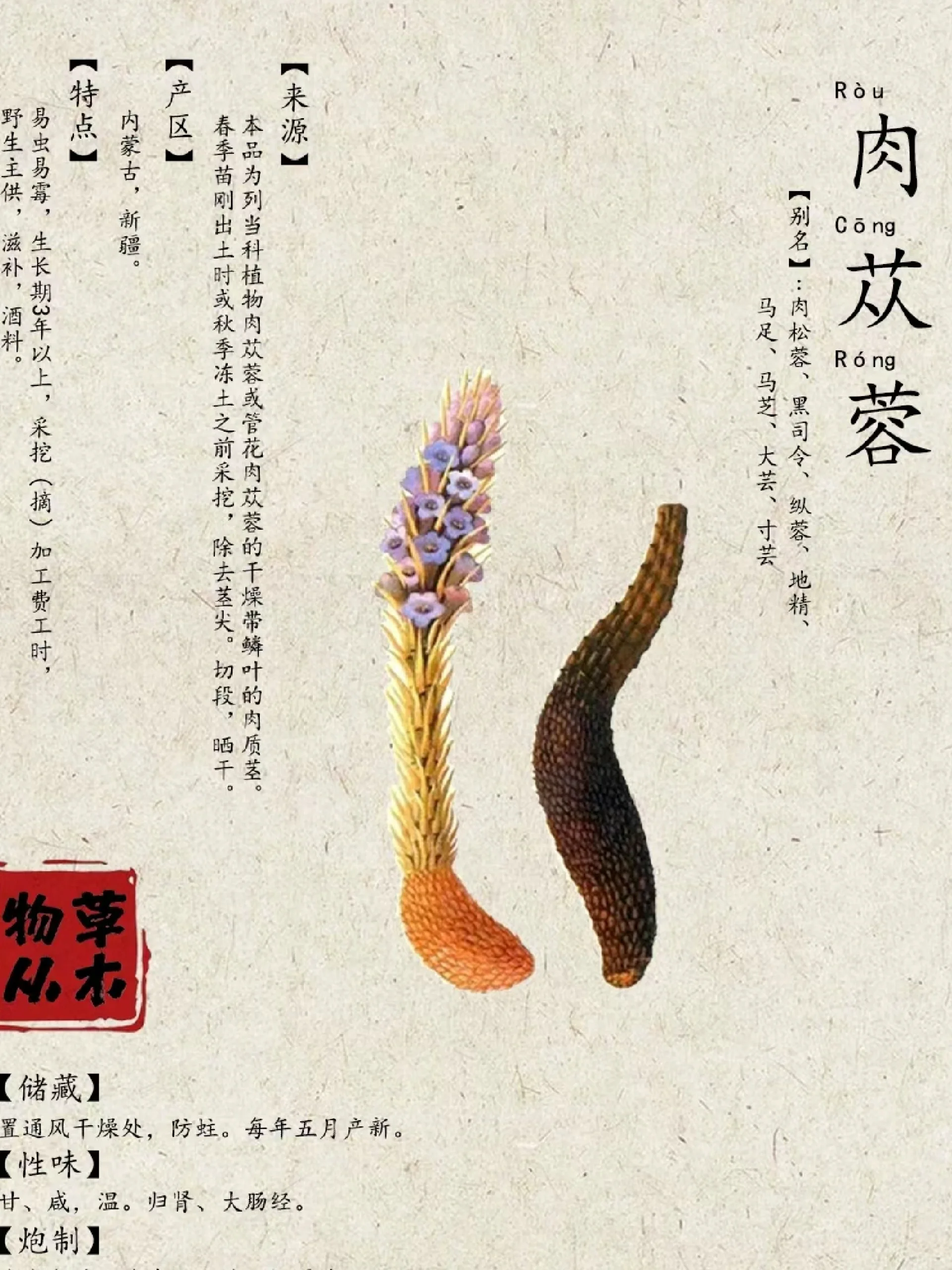 沙漠人参 肉苁蓉