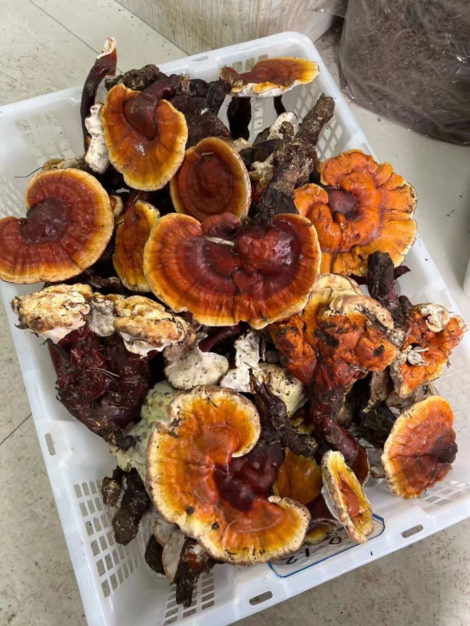 野生白灵芝|对心血管疾病有特效,养肝护肝 白灵芝又叫白心灵芝,表皮