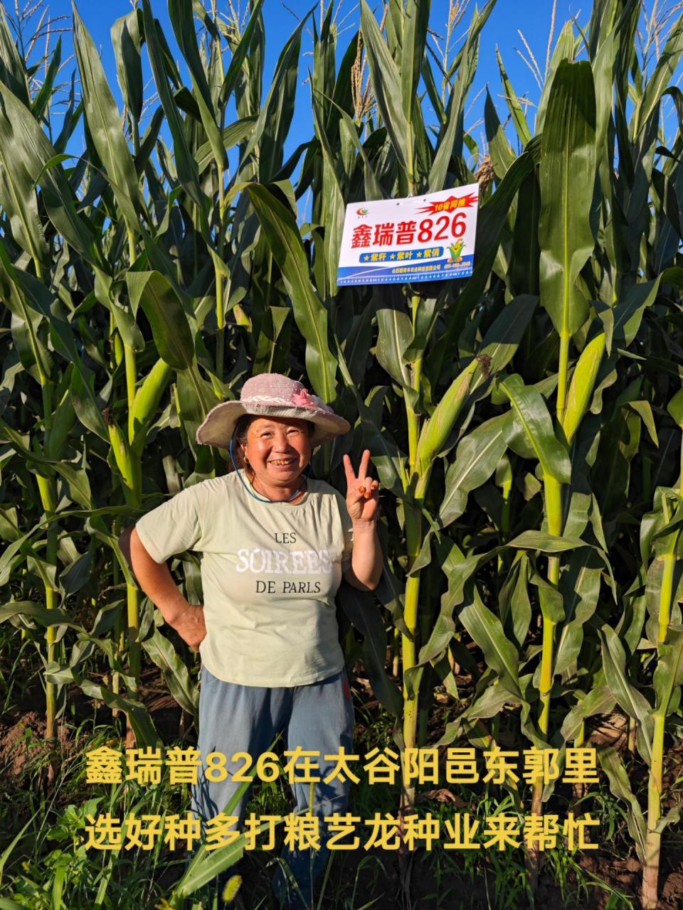 高产玉米种子 鑫瑞普826抗倒先锋抗旱之王