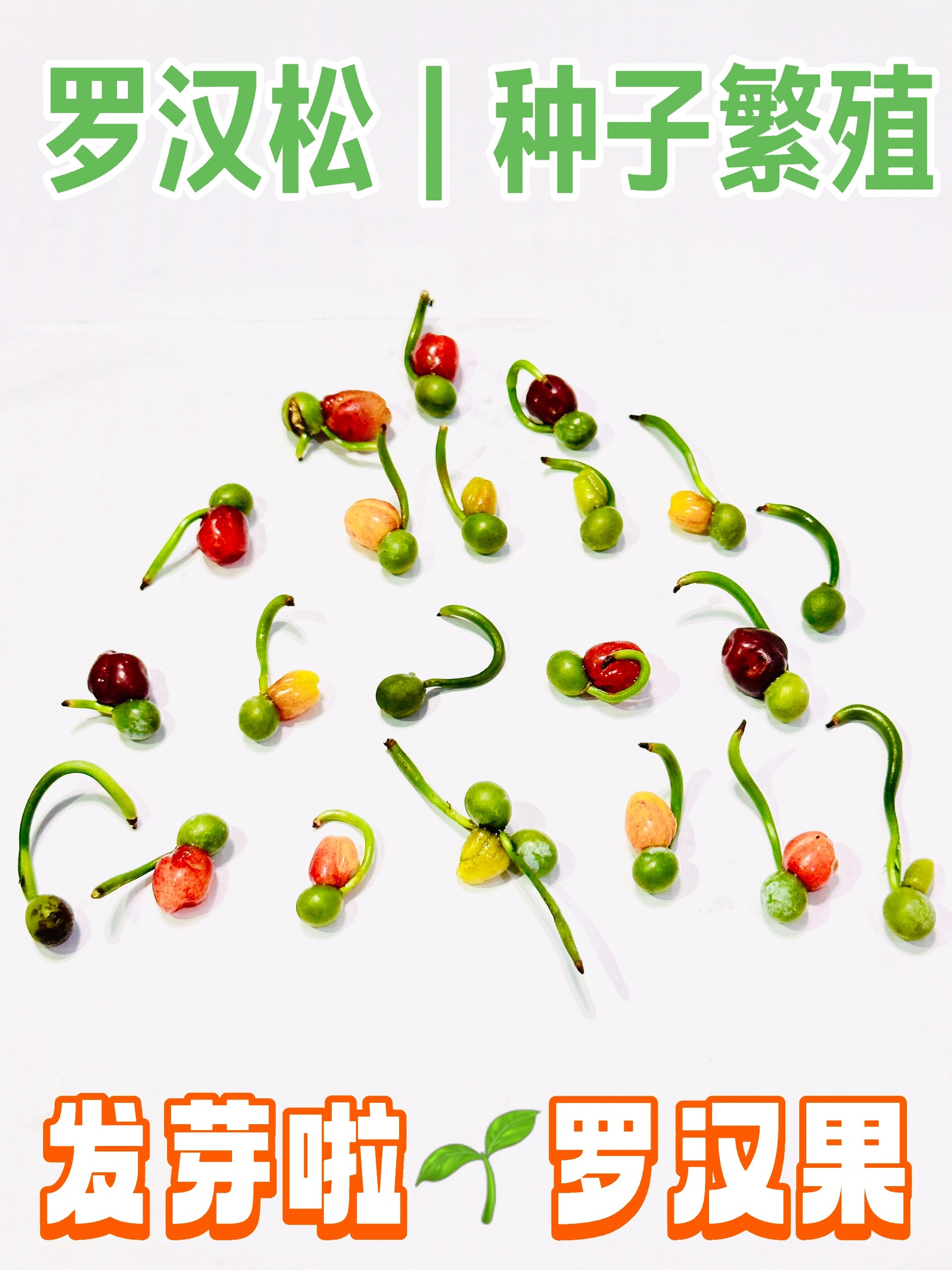 罗汉松种子繁殖|记录一 罗汉松繁殖除扦插繁殖以外 另一种繁殖就是