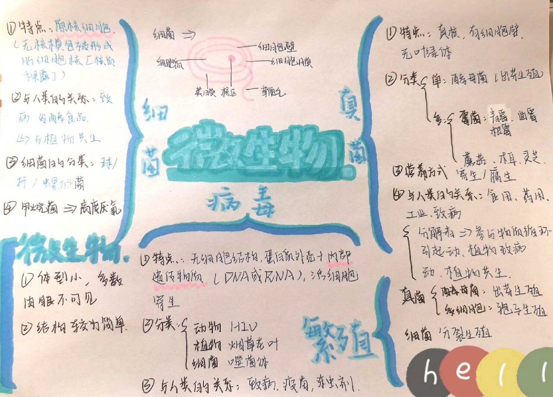 微生物的分类思维导图图片