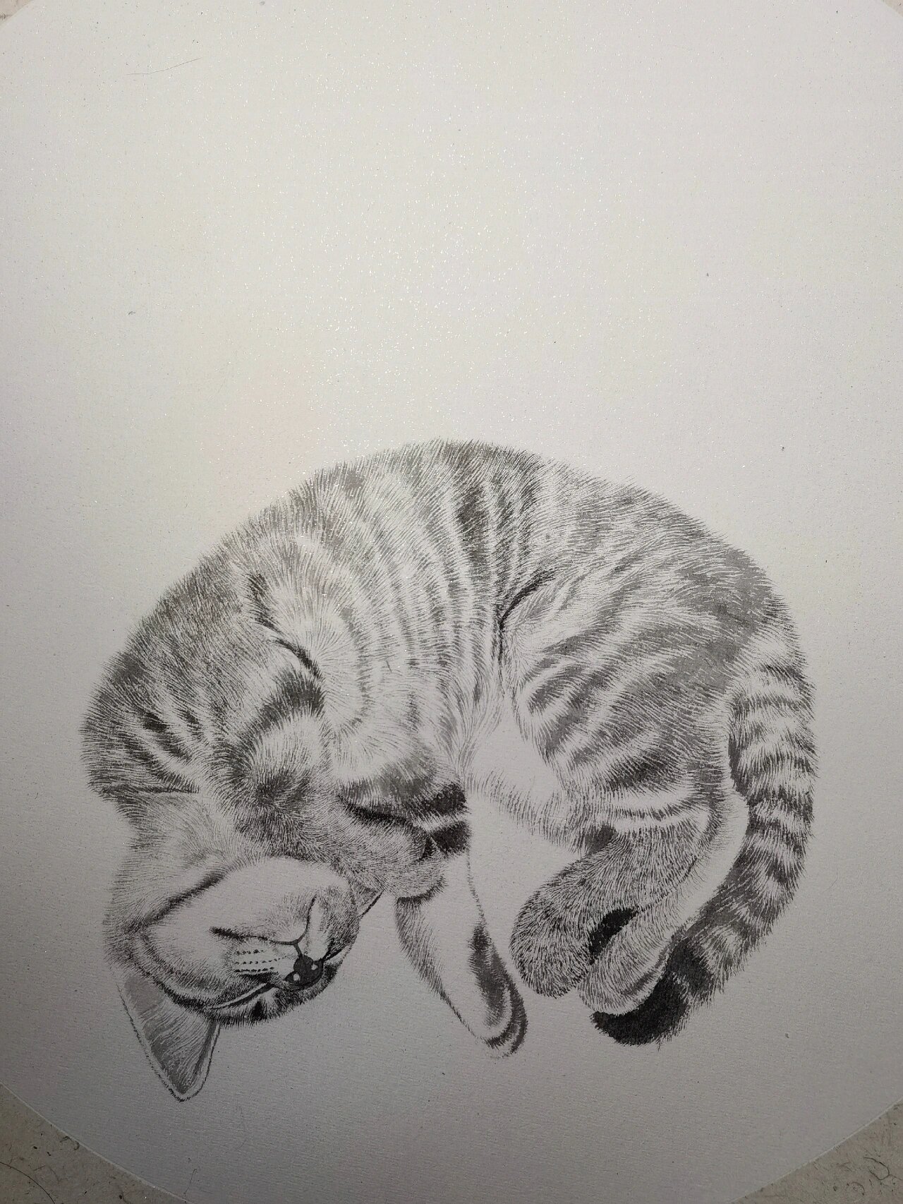 工笔画狸花猫白描丝毛技法示范