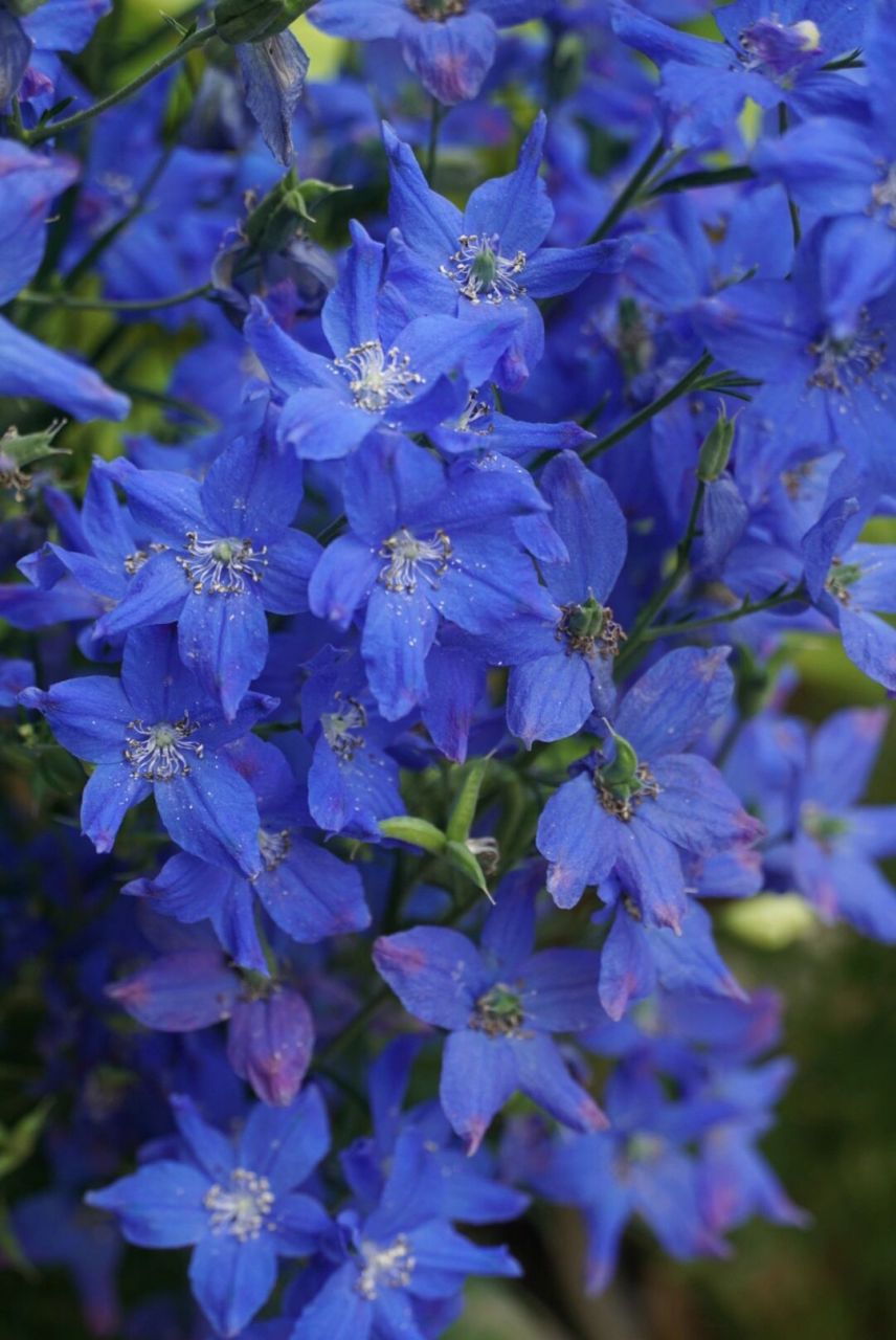 小花飞燕草墨菲丝绒蓝&钻石 两种蓝色都很抓人眼球,非常惊艳!