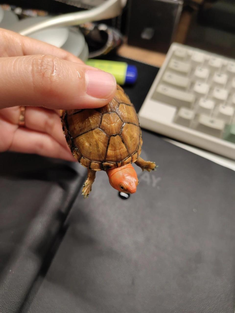 极品红面蛋龟的成长记录 小小红面到家快半年了,头色越来越红,我很