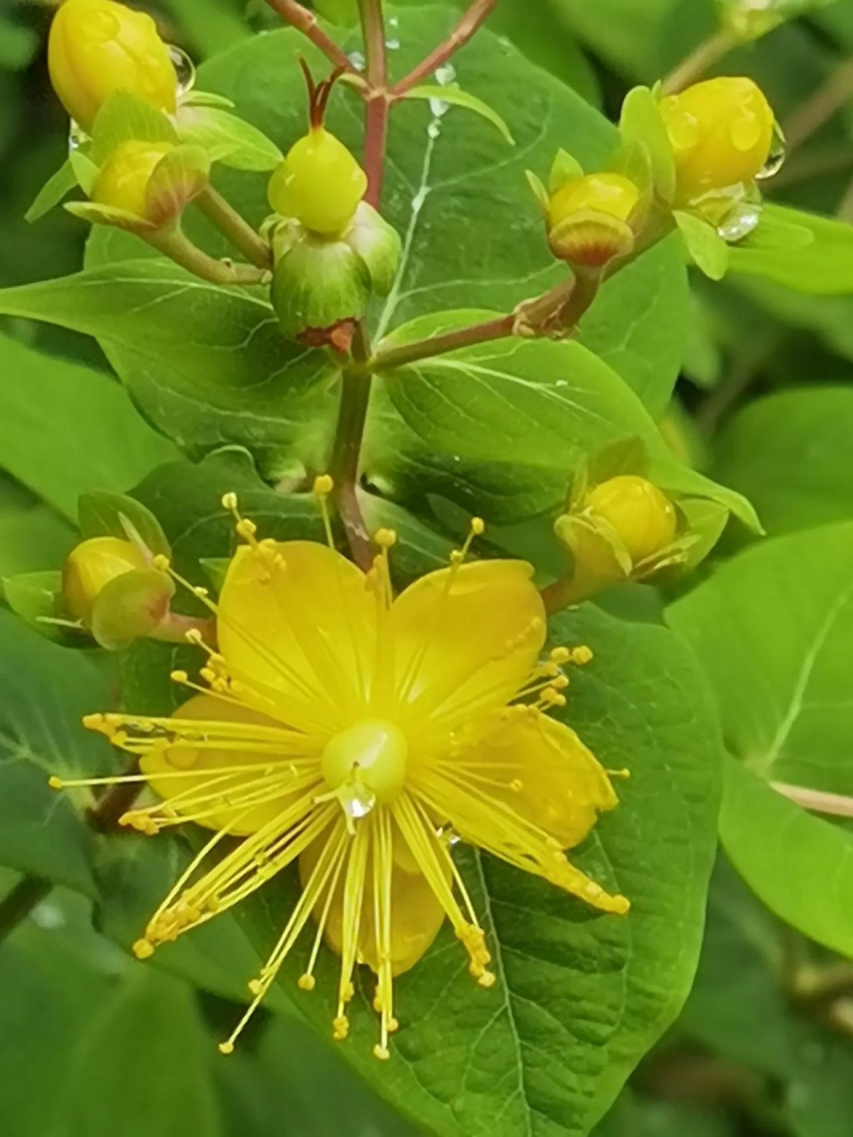 随手拍风景  金丝桃开花了!