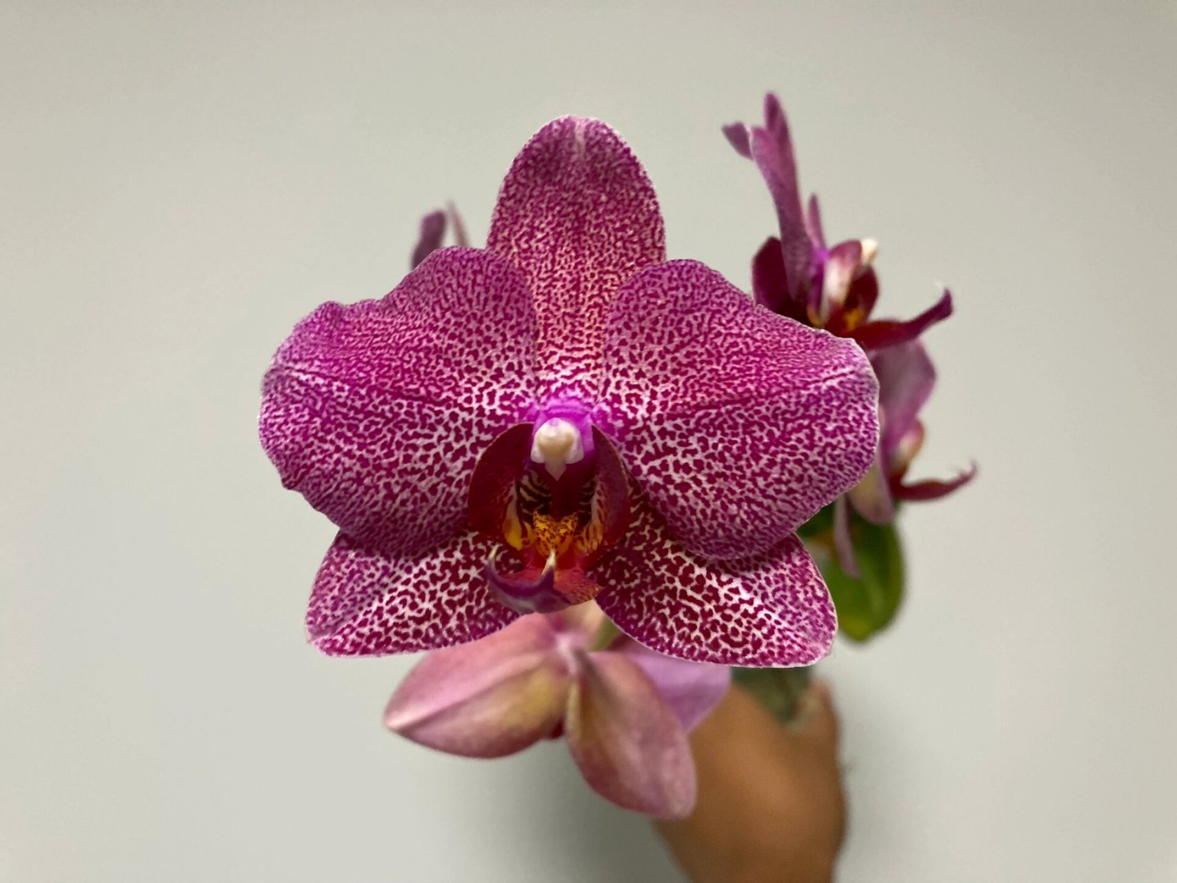 蝴蝶兰拉菲夏花欣赏