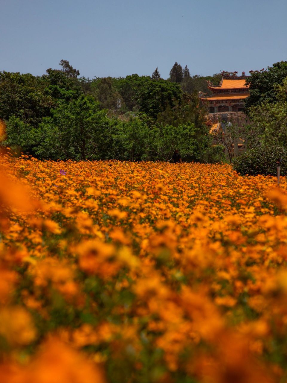 厦门翔安花海 | 香山公园硫华菊98野性橙 97山海小能手→zlu变身