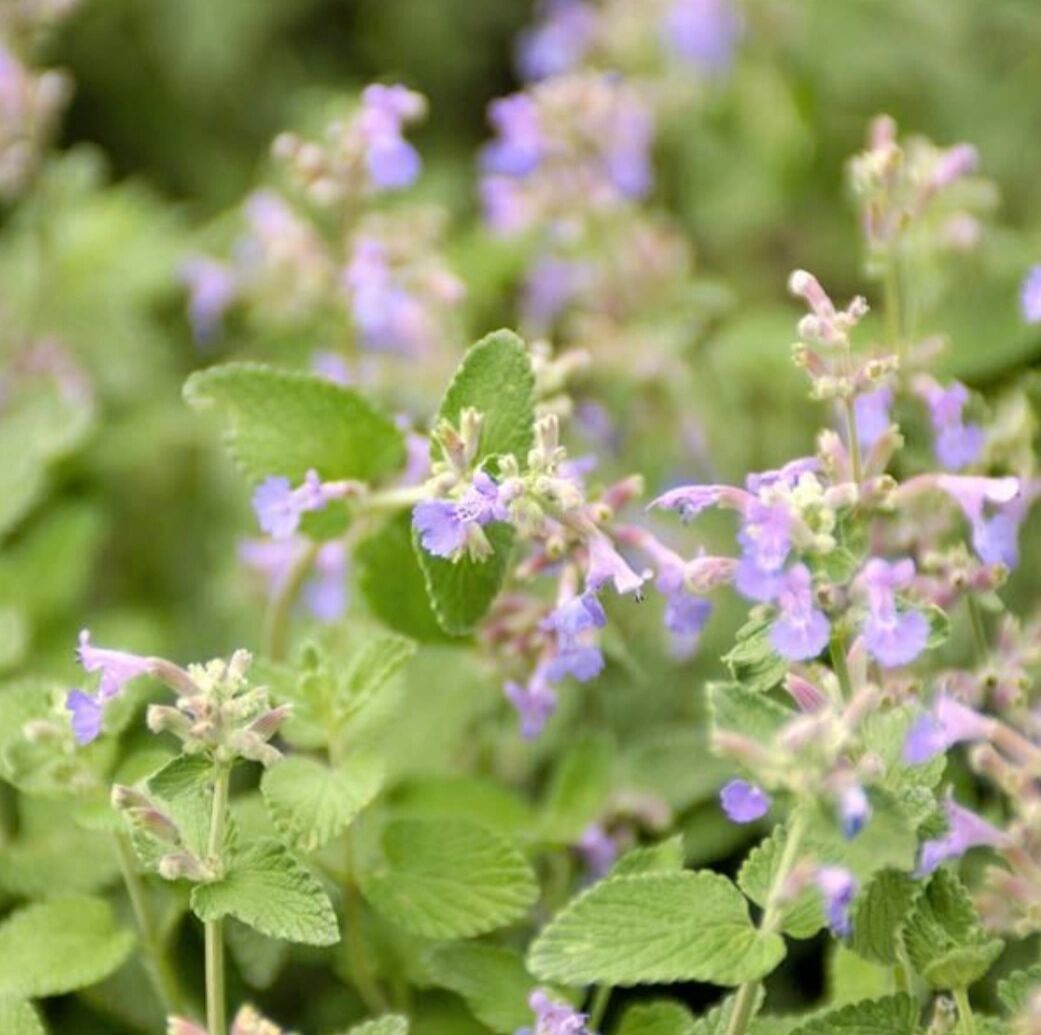 识花|猫薄荷 荆芥与猫薄荷不同.