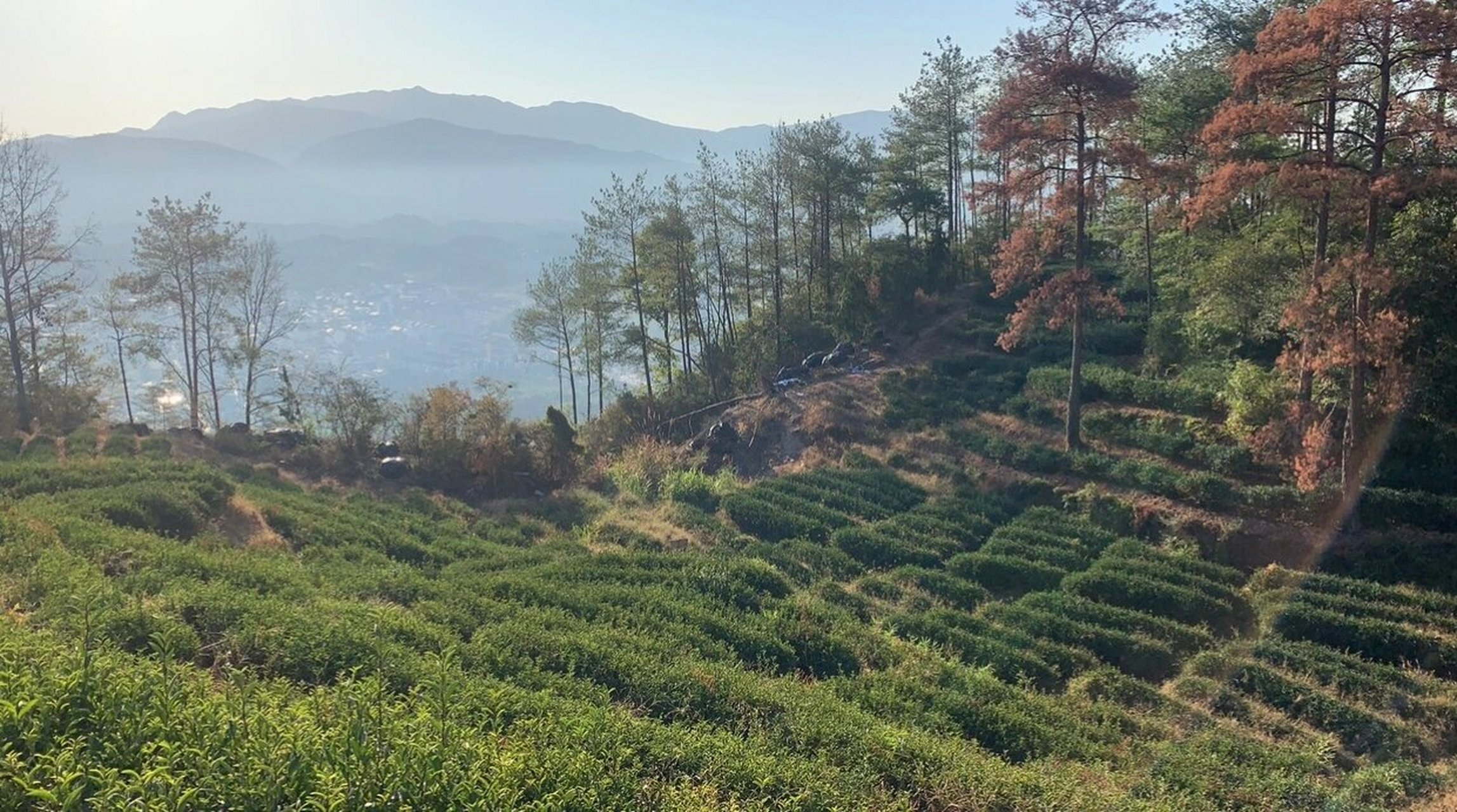武夷岩茶山场——金交椅 金交椅: 金交椅位于天心岩东北面,形如一把