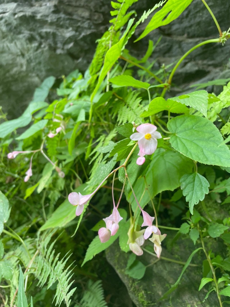 野生中华秋海棠 我们俩最喜欢的两种小野花,其中一种是中华秋海棠.