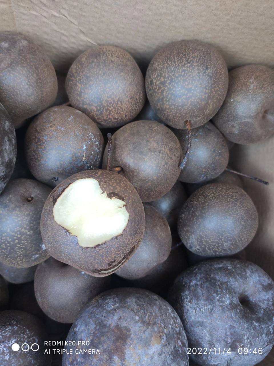 有人知道这种黑皮梨吗?