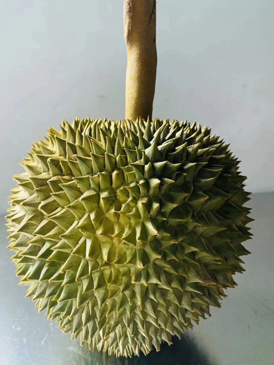 泰国长柄干尧榴莲反馈小果也那么圆附链接 干尧:又叫长柄干尧榴莲,得