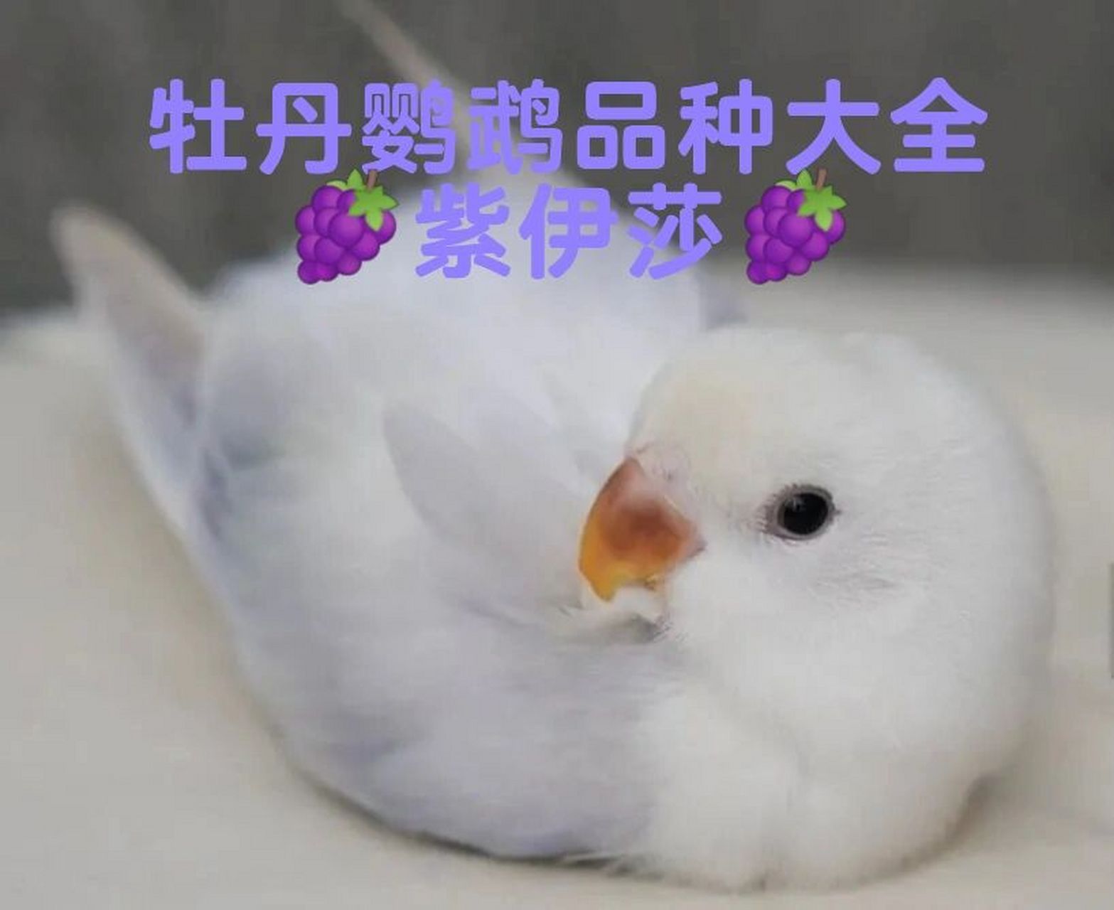 97牡丹鹦鹉品种大全971799紫伊莎99 92牡丹鹦鹉品种颜色