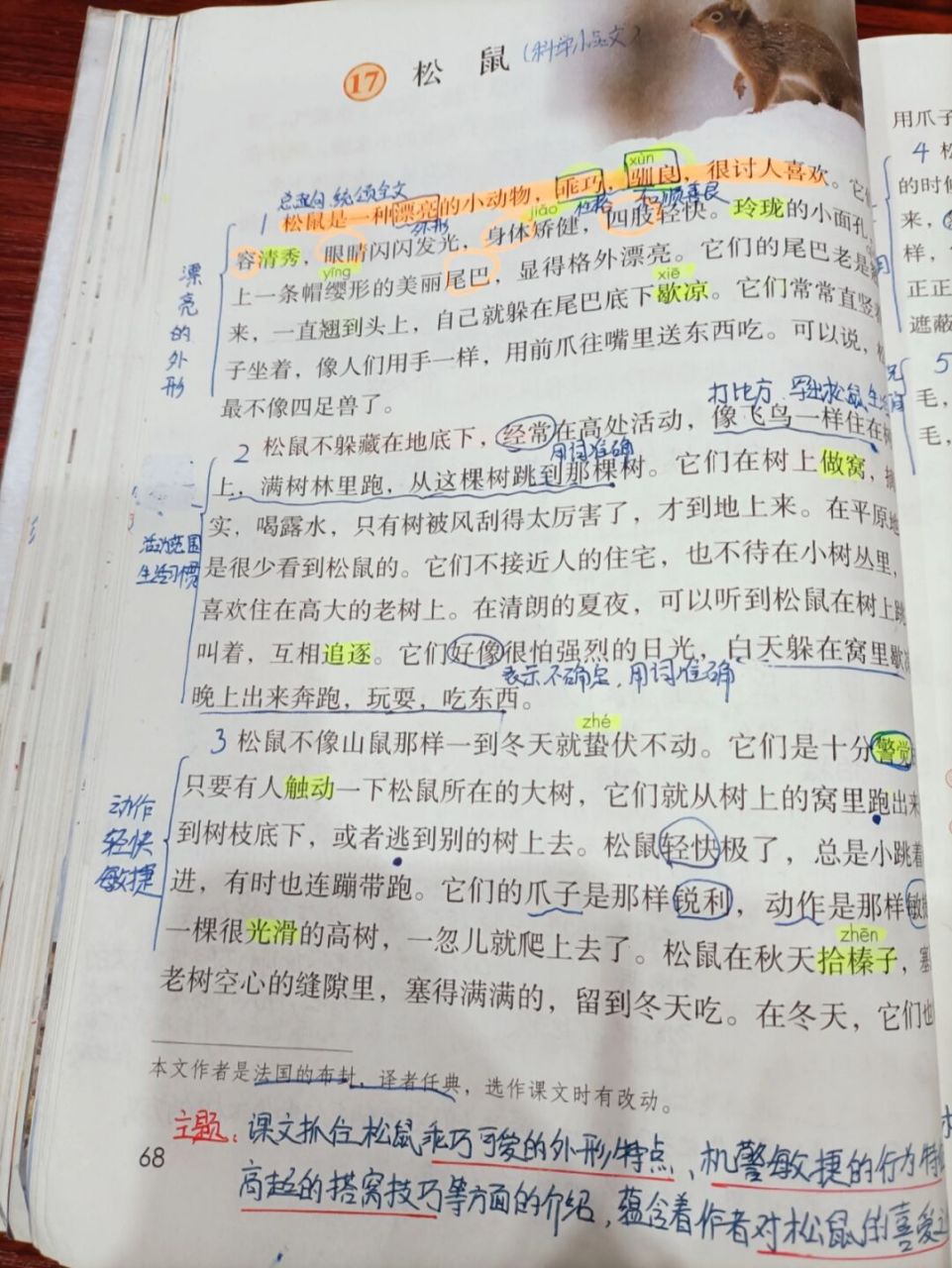 人教版语文五上第17课 松鼠 #五年级语文# #语文笔记# #语文课# #小学