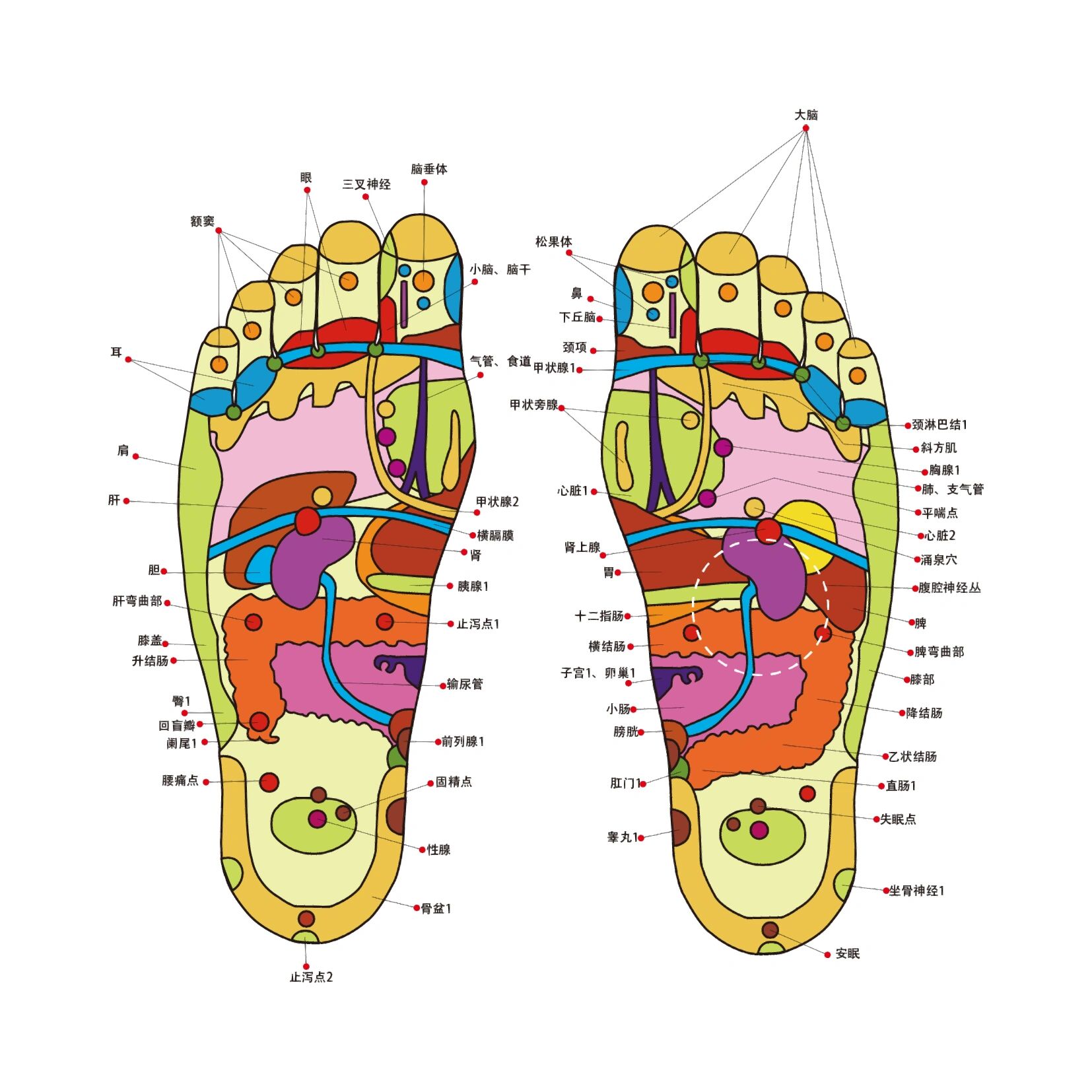脚的经络分布图图片