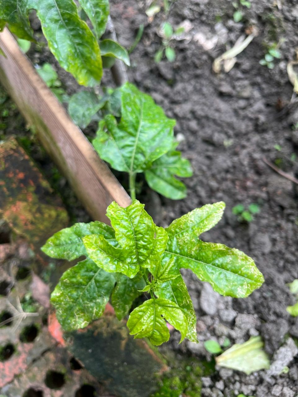 百香果叶子黄斑纹,是营养不良还是生病了 怎么破呀?友友们