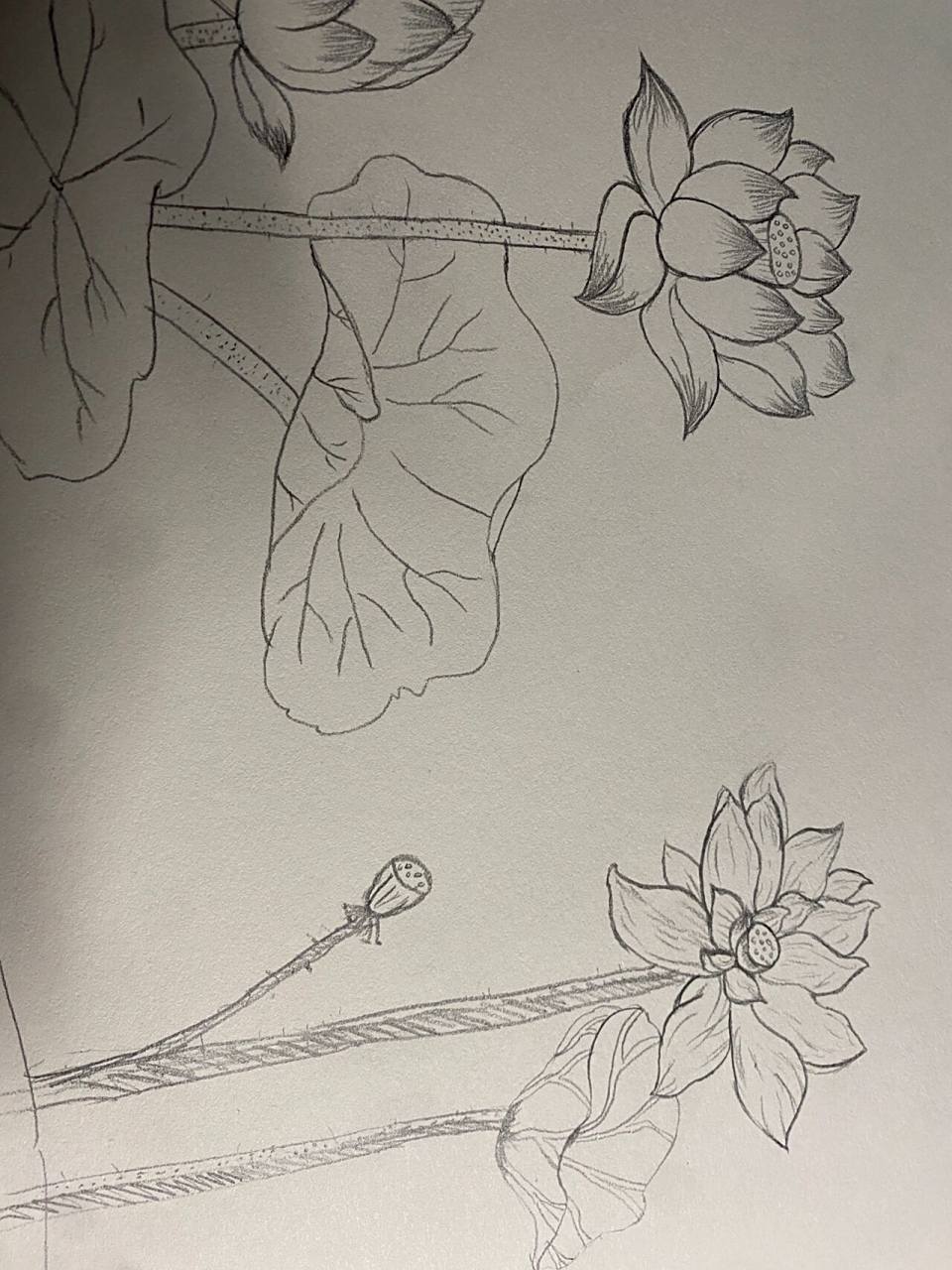 莲简笔画 莲简笔画