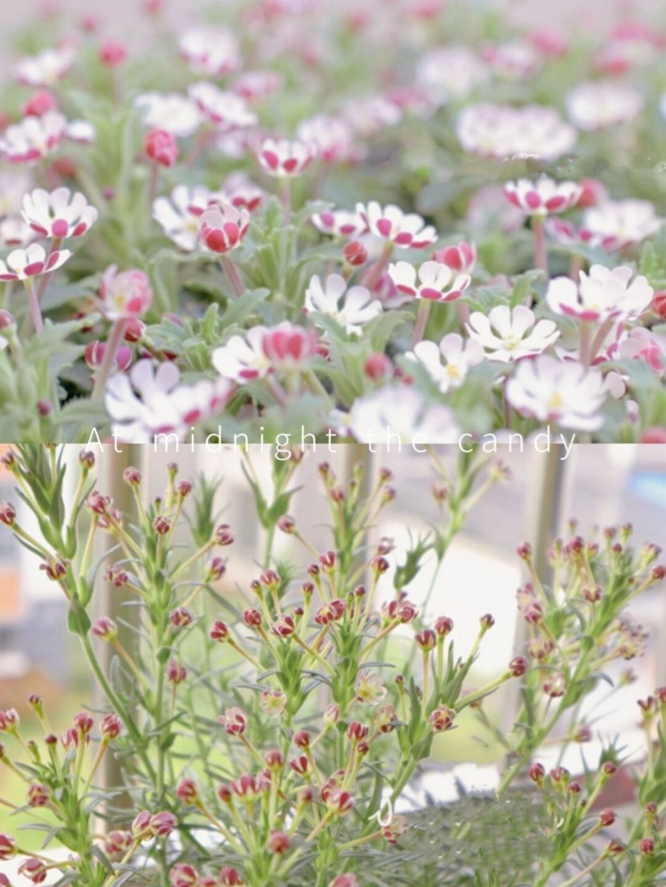 每日一植 |「午夜糖果」夜香福禄考 91植物名称 :  夜香福禄考「zal