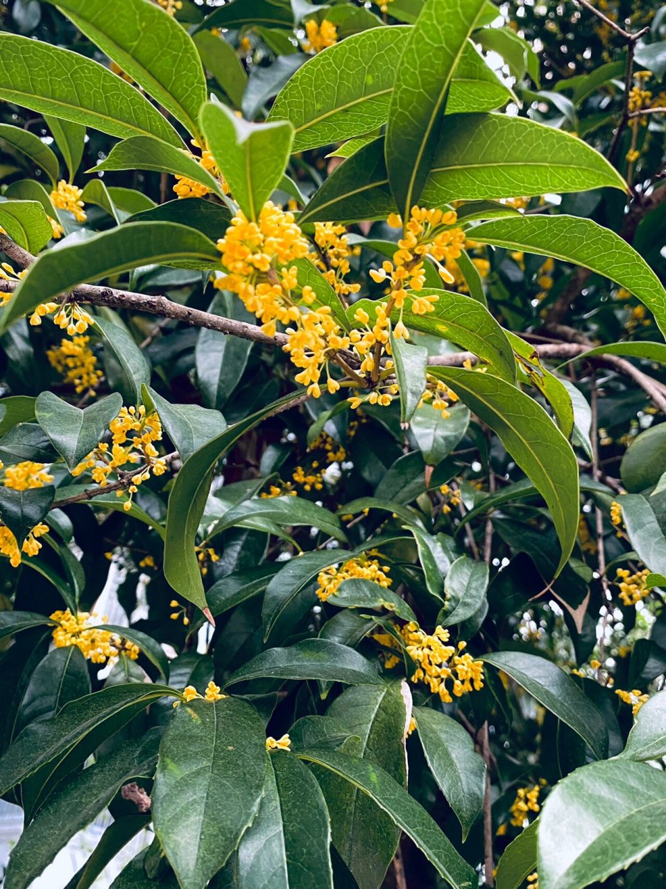 不懂就问,北方有桂花吗 刷到北方朋友问路边黄色小花是什么花,好奇想