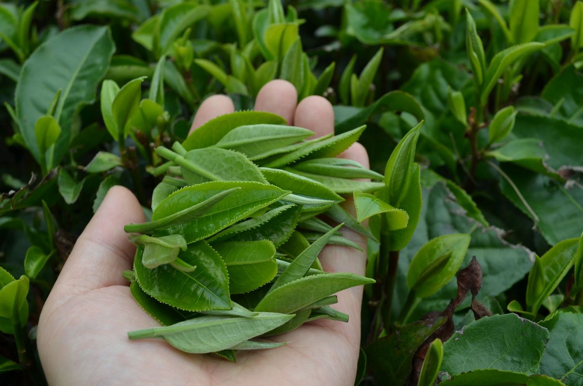 多越 偶尔会有顾客问起, 你们英红九号茶汤中金黄色的粉状物质是什么?