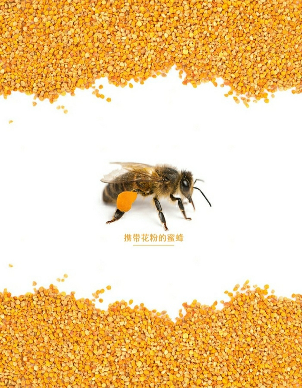 谈-蜂花粉 蜂花粉是指蜜蜂采蜜时带回的花粉团,在蜂巢内经过储藏和