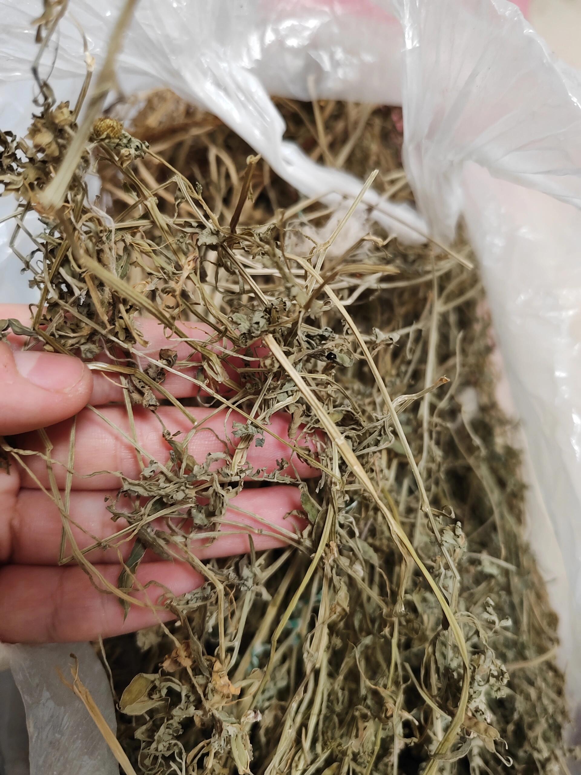 地里长的野草,对于脚气很好用,但是不知道学名叫啥,我们这叫鸡丁棵