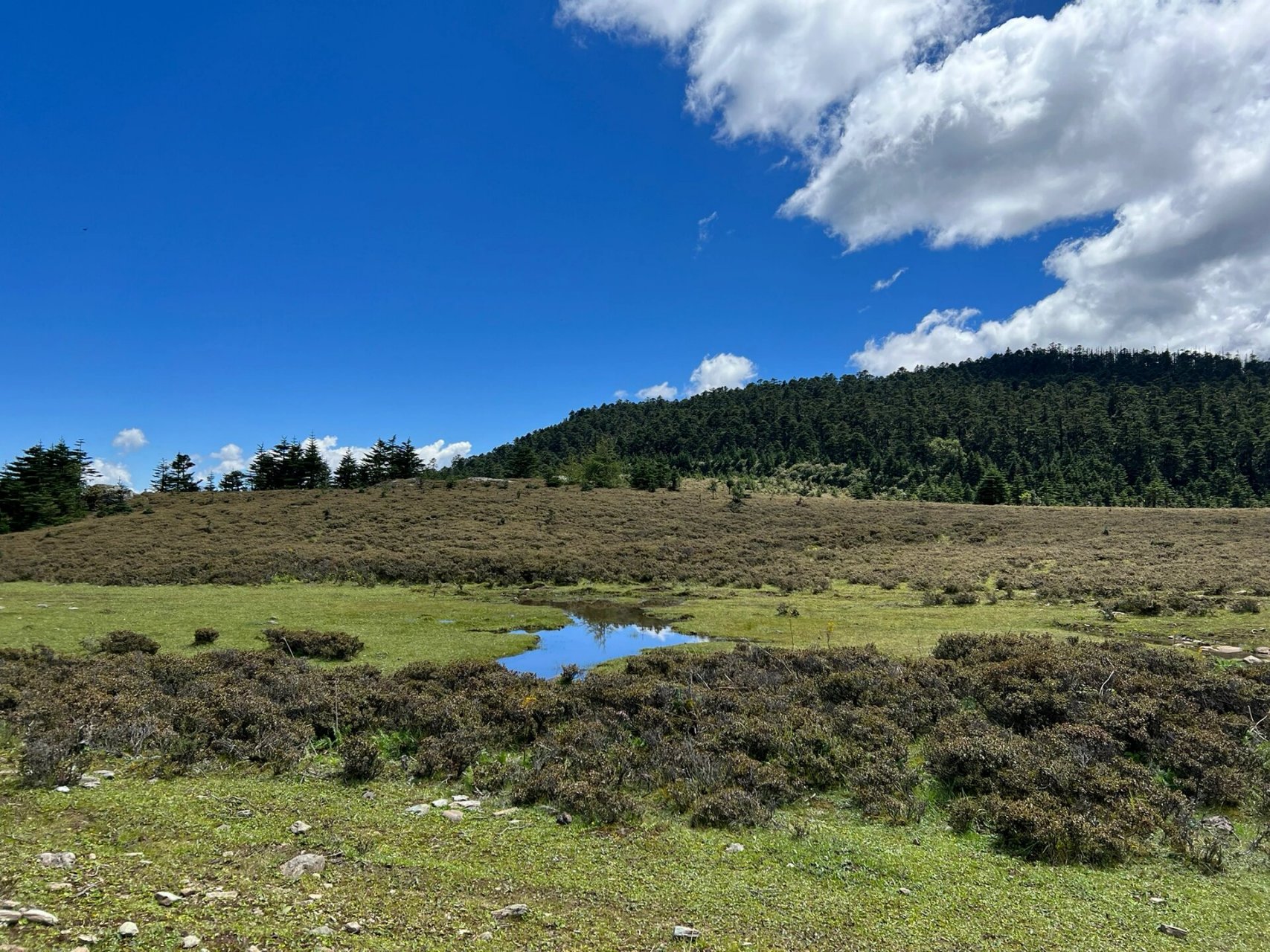 香格里拉小众徒步路线 - 小中甸千湖山 作为云南人,到香格里拉独克宗