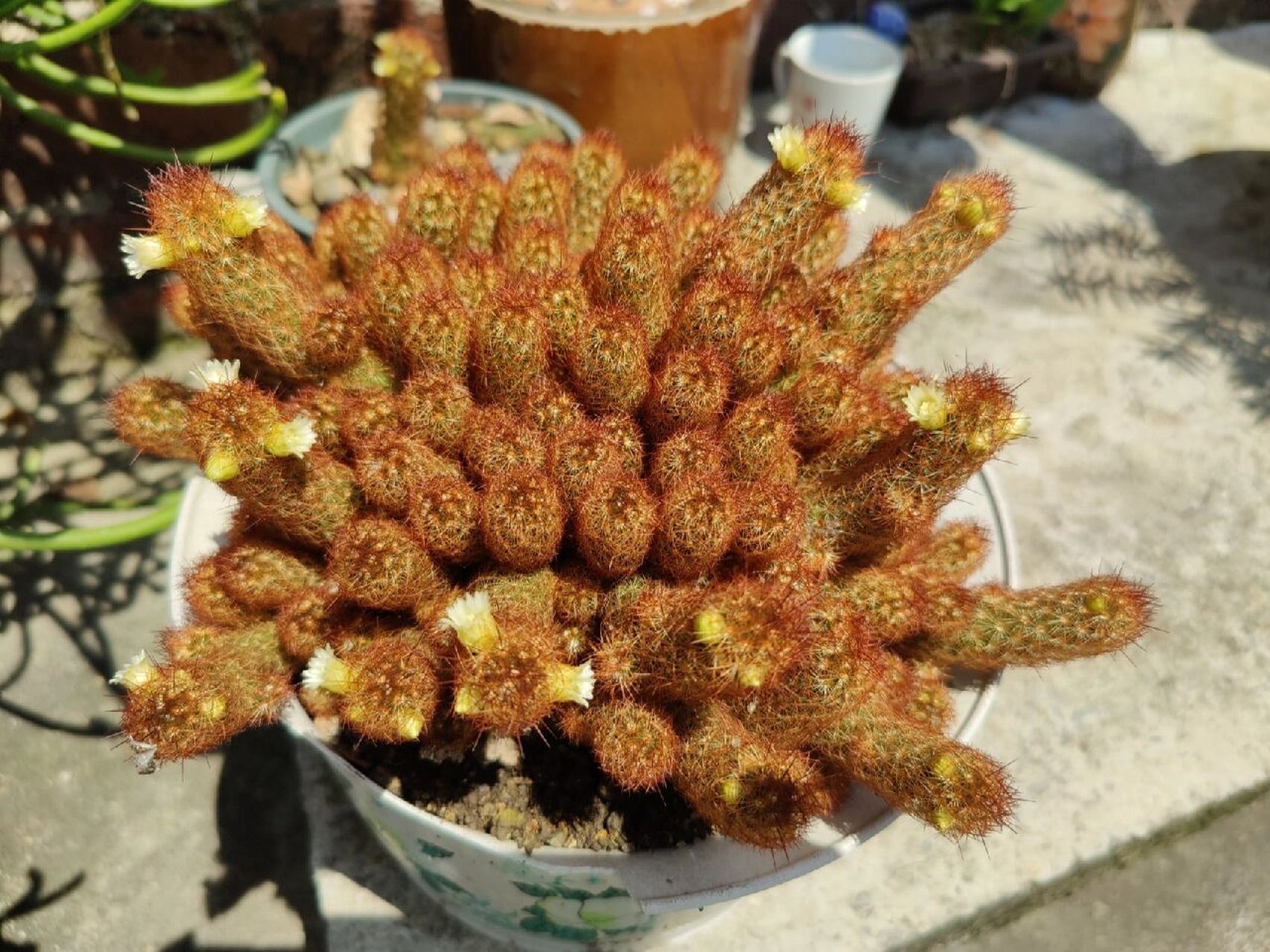 仙人掌金手指开花 种了好多年了吧,第一次开花! 重点是!