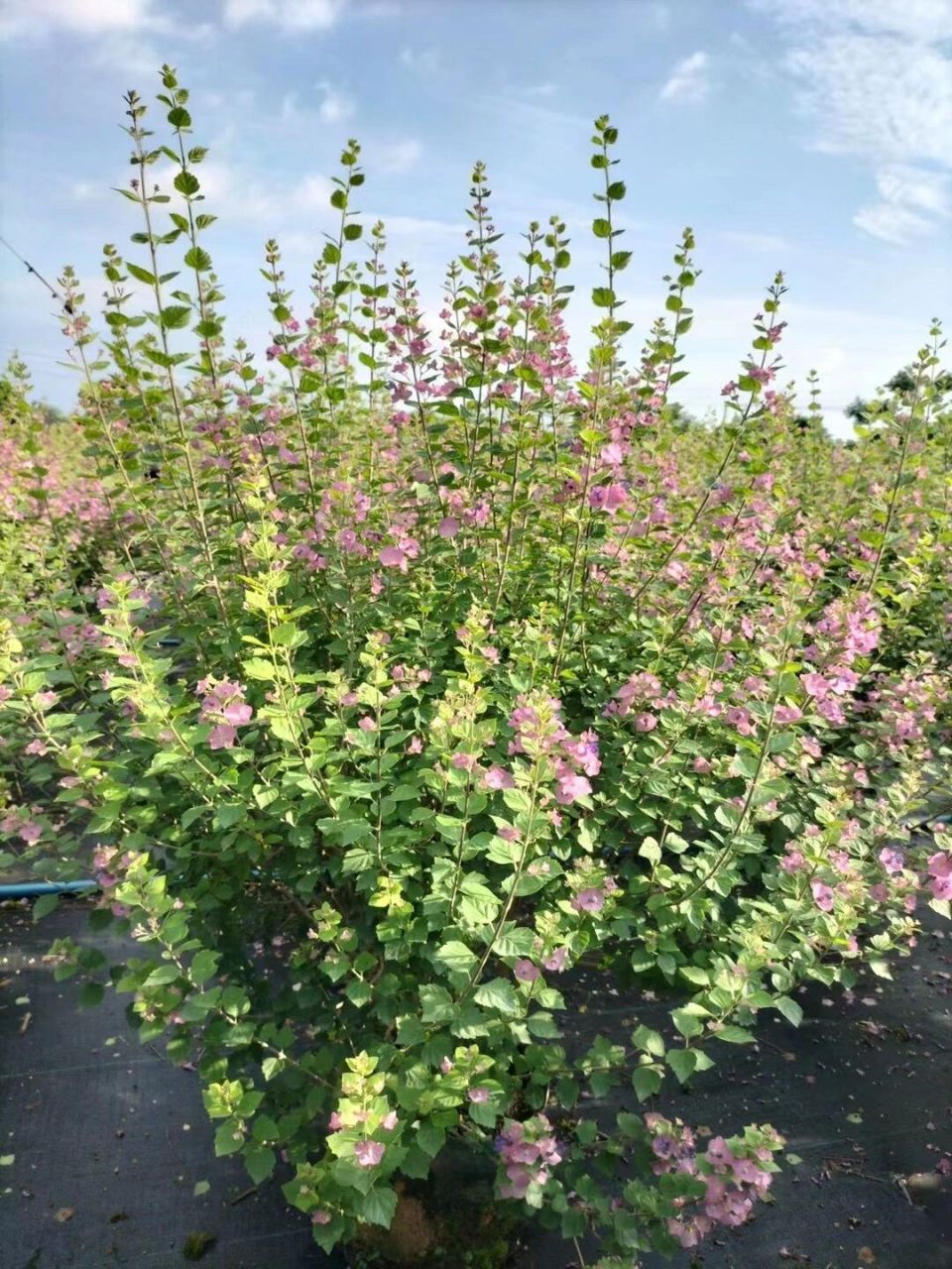 帽子花(粉苞冬红) 粉苞冬红,又称美丽笠桐,帽子花;是唇形科笠桐属常绿