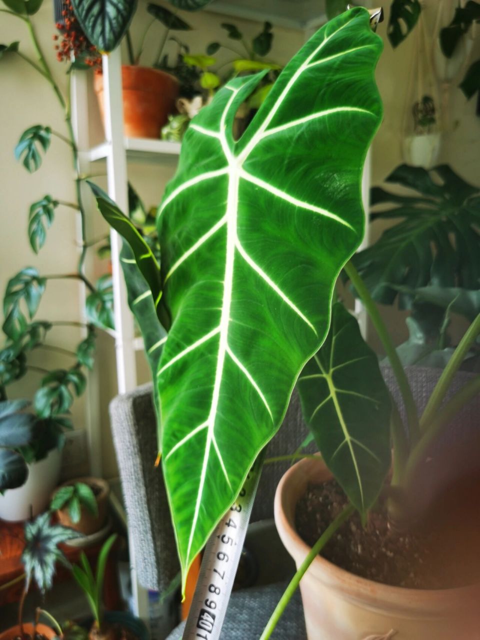阳台绿植 | 绿天鹅绒海芋 室内好养热植 从去年12月11号绿鹅到家