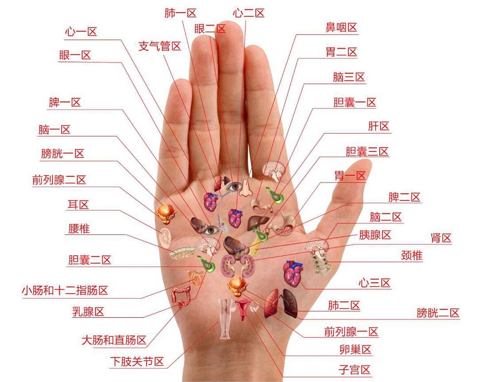 脏腑对应手部位置图