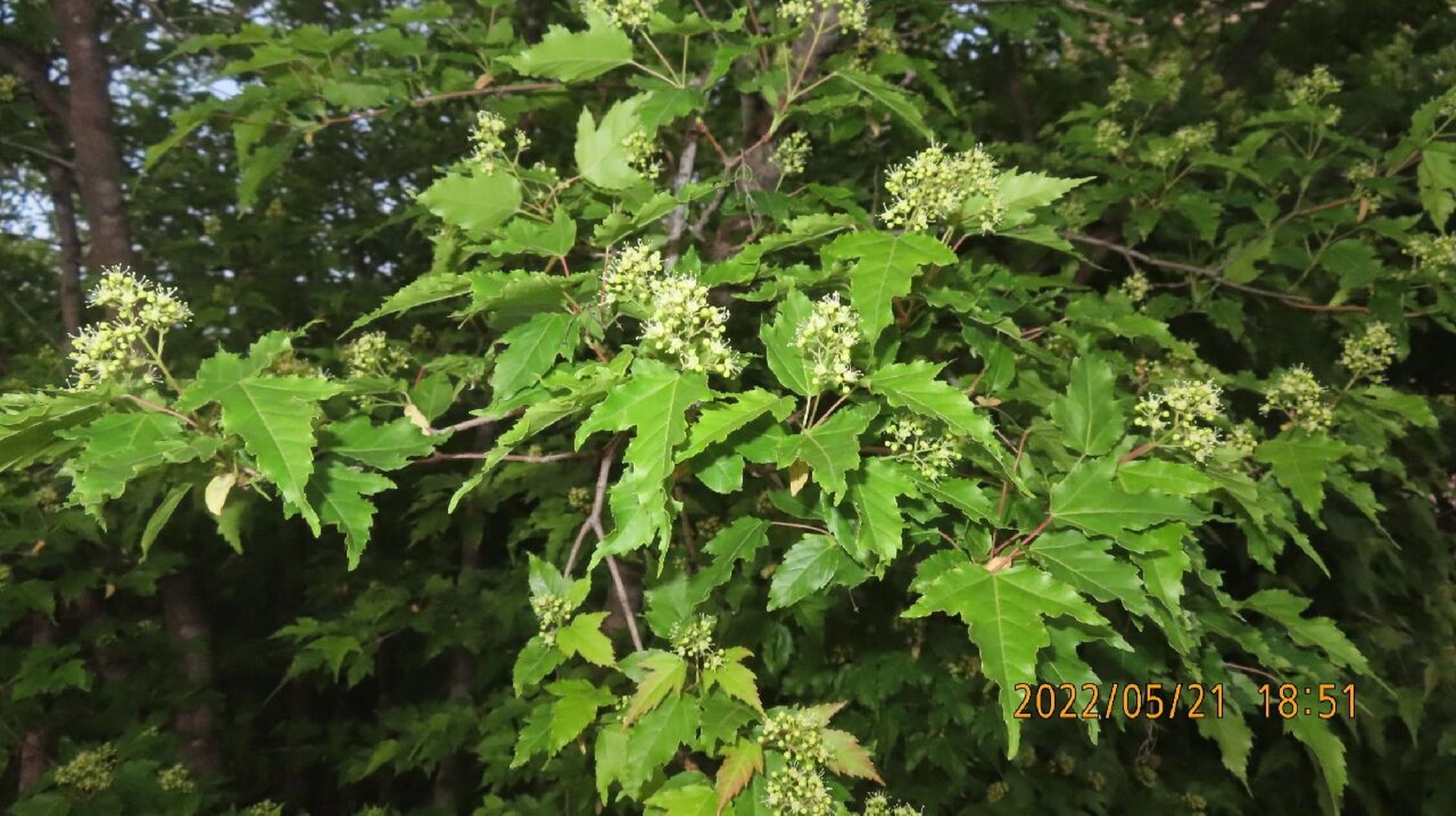 茶叶用什么药防止落叶虫（茶叶用什么药防止落叶虫子）《茶叶如何防虫》