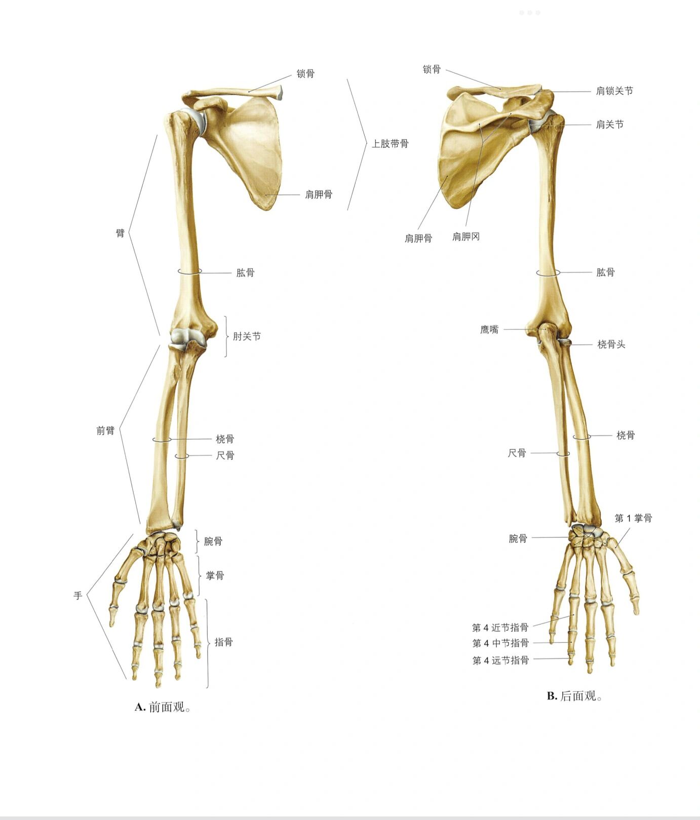 手臂各部位名称图解图片