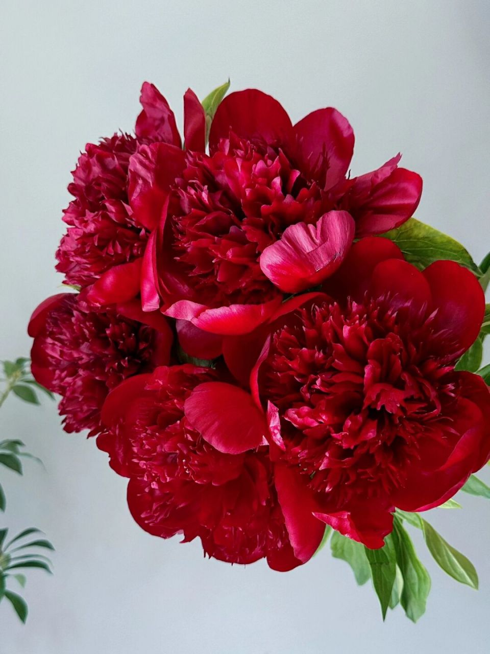 鲜花分享98芍药红色魅力 复古暗红色,像极了正宫娘娘,外面一层花瓣