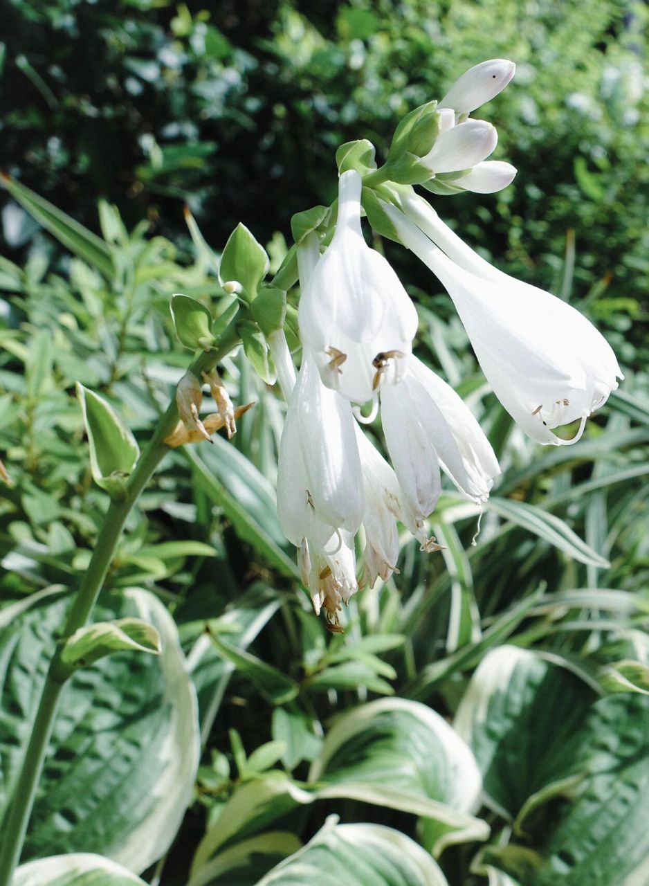 白玉簪诗词 玉簪 王安石 〔宋代〕 瑶池仙子宴流霞,醉里遗簪幻作花.