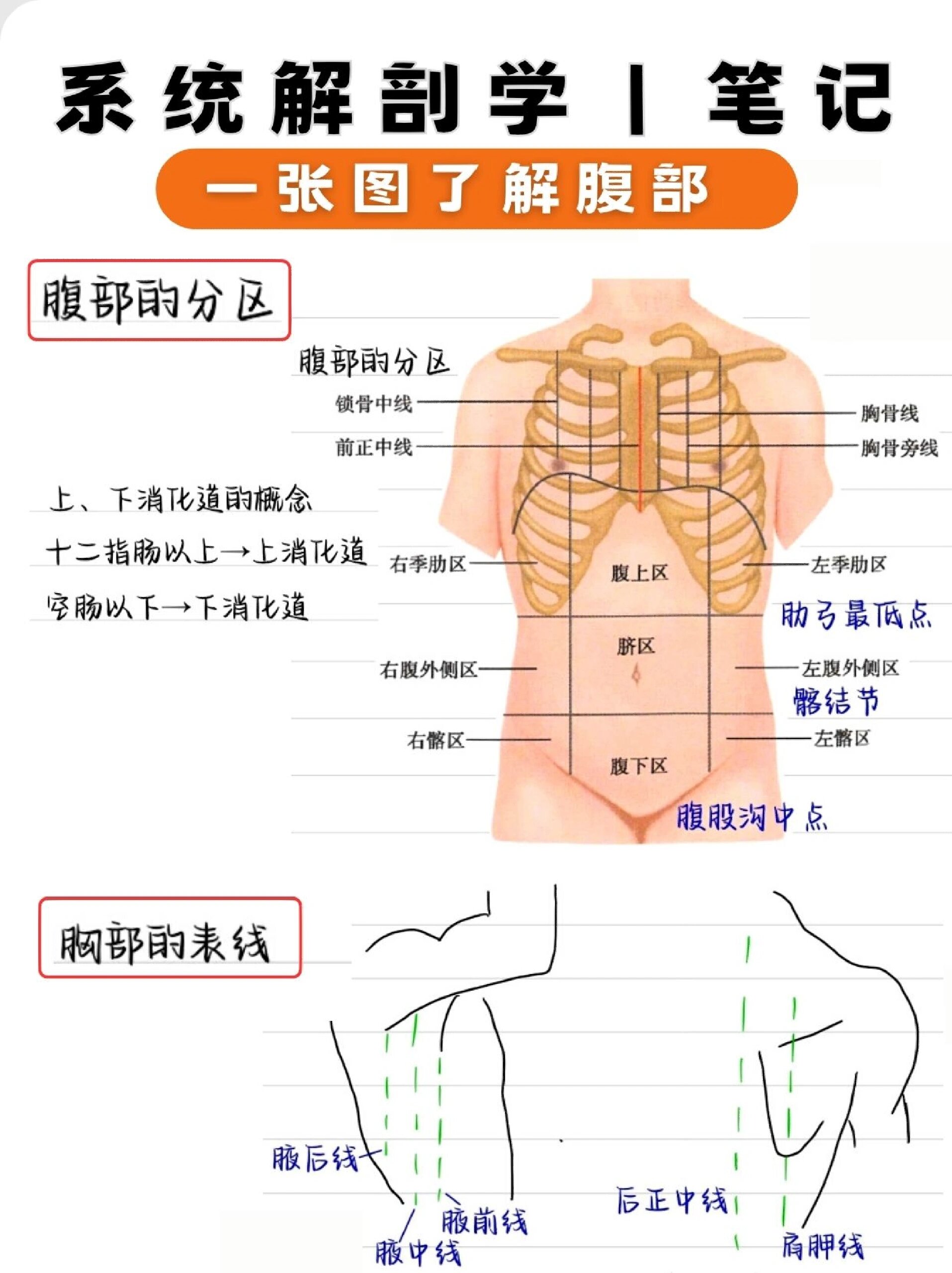 🔥一张图了解👉腹部分区‼️