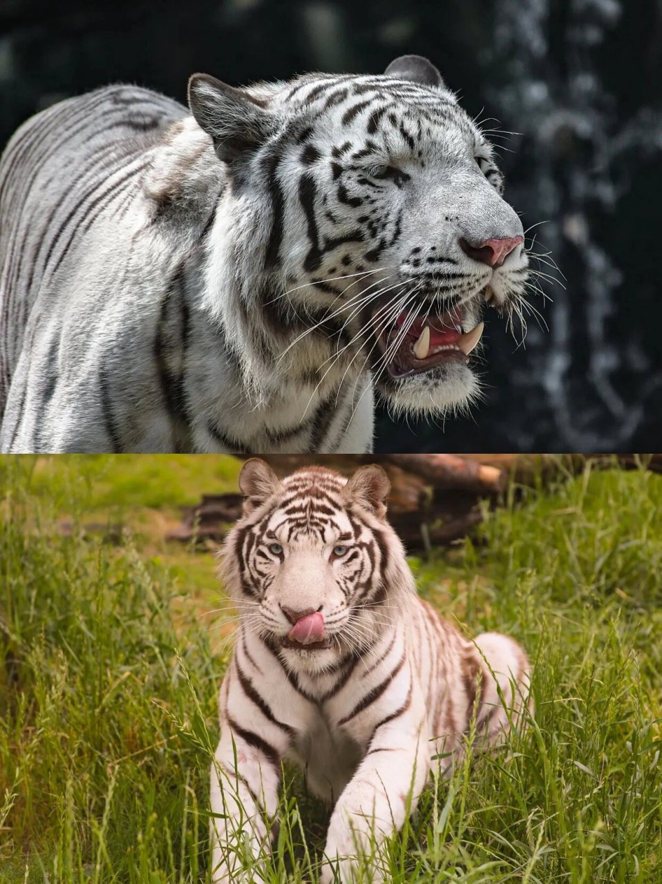 1598抢去银基玩最划算的冰雪酒店 国庆假期快到了,组队去银基动物王国