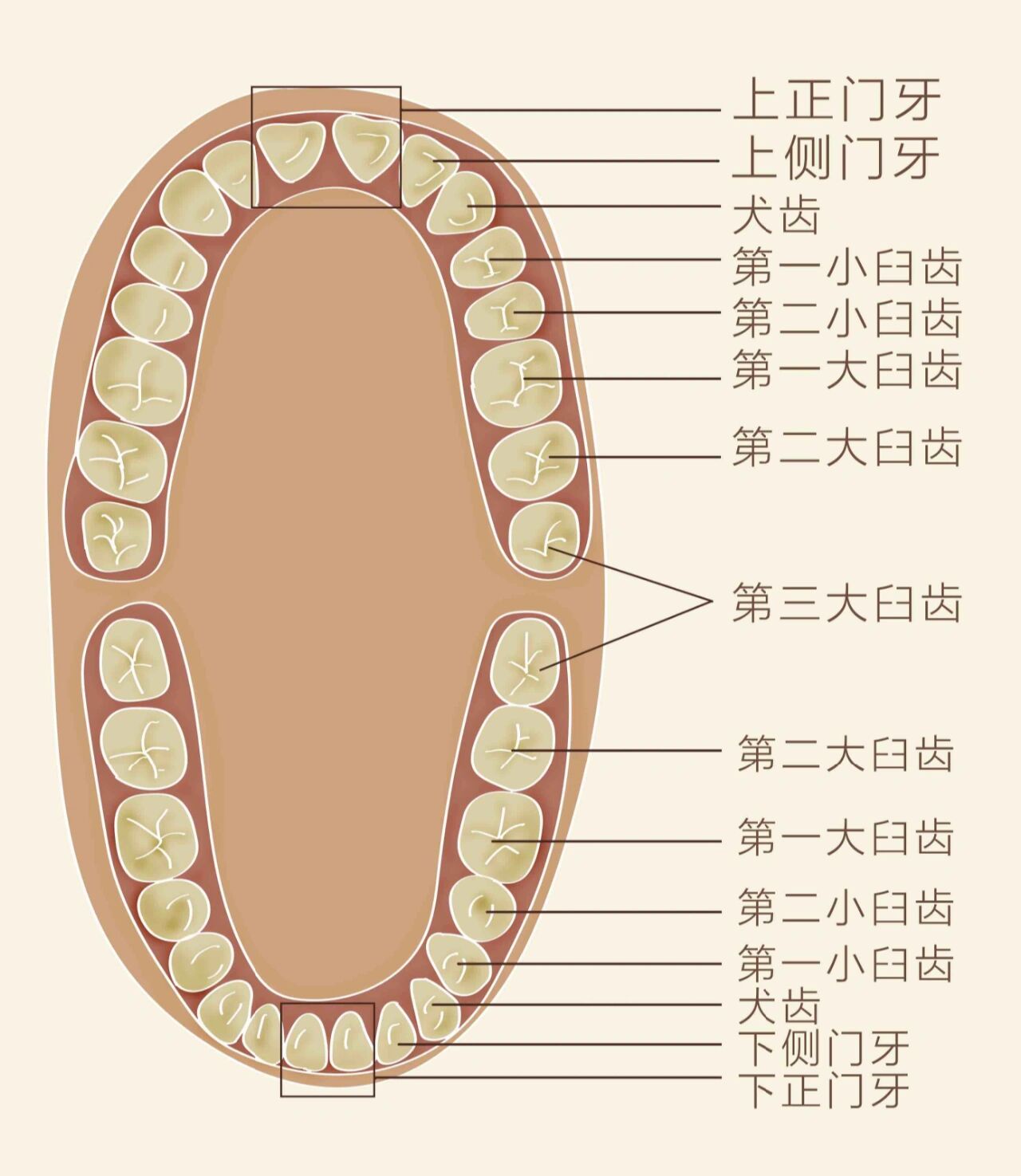 认识牙齿图片大全 图图片