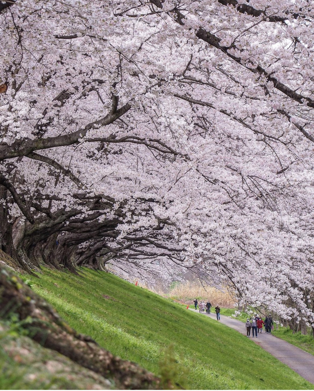 京都本地人最爱赏樱圣地94樱花隧道背割堤 在宇治川和木津川的汇合