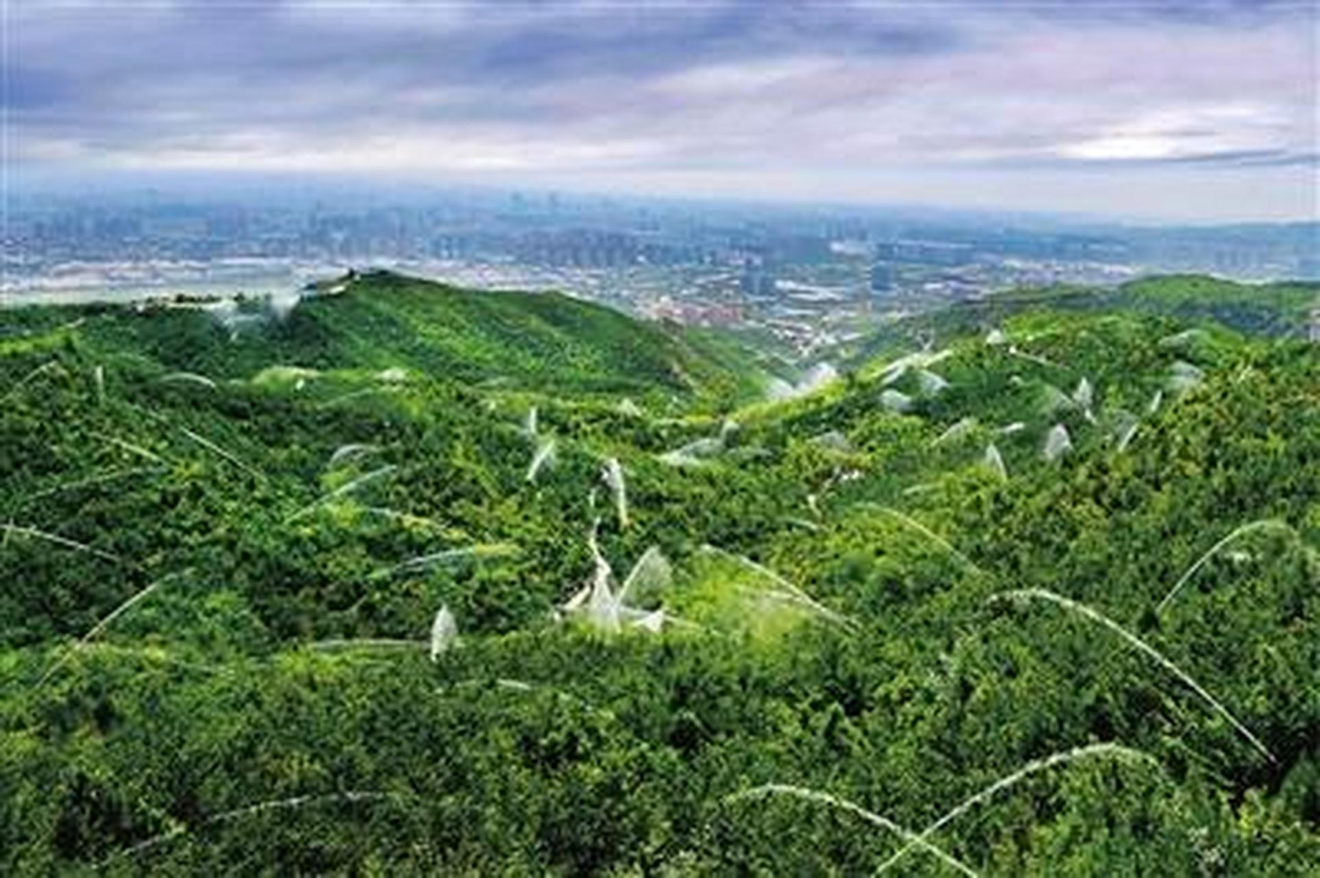 【并州底色】  7月19日,玉泉山城郊森林公园郁郁葱葱,绿色已成为太原