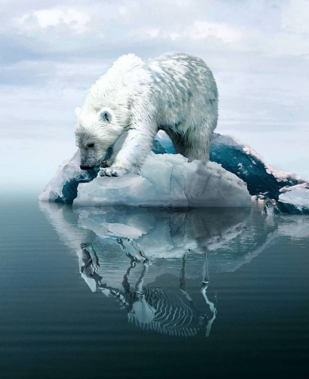 海报分享|公益广告 本期介绍是公益海报保护环境,人人有责呢～想看