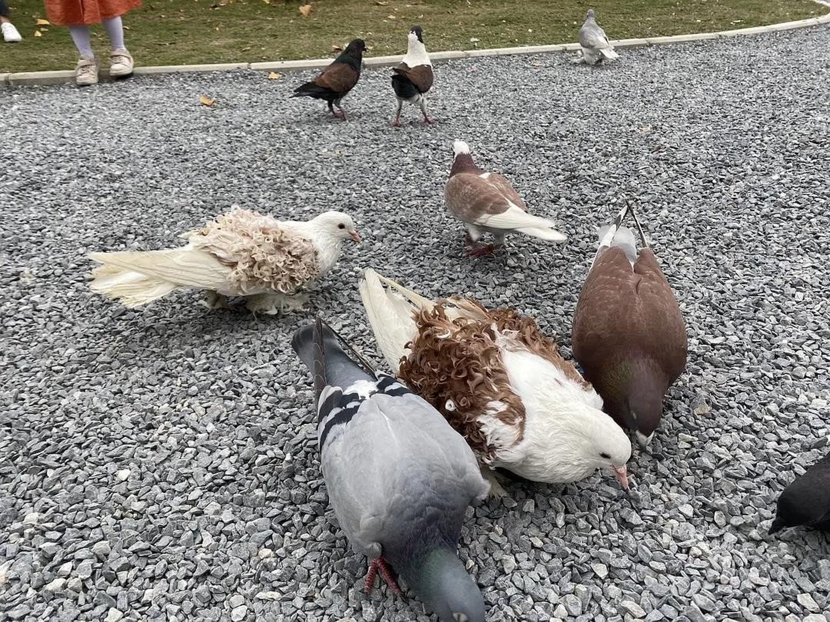 这种叫皱背鸽,也称卷毛鸽.