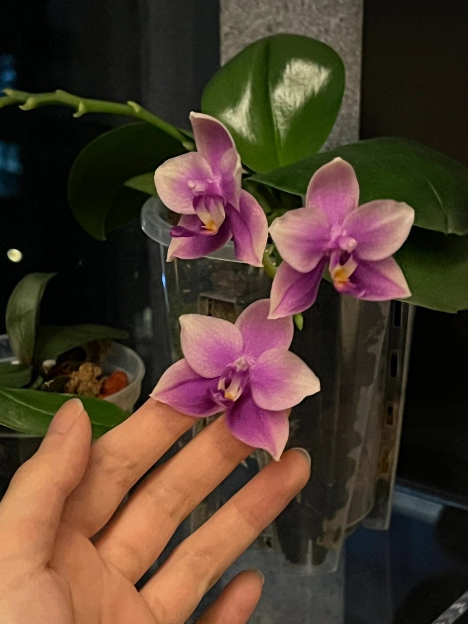 挑战全网最美香奈儿蝴蝶兰🌷 好啦 只是标题党一下 自家的花花都是