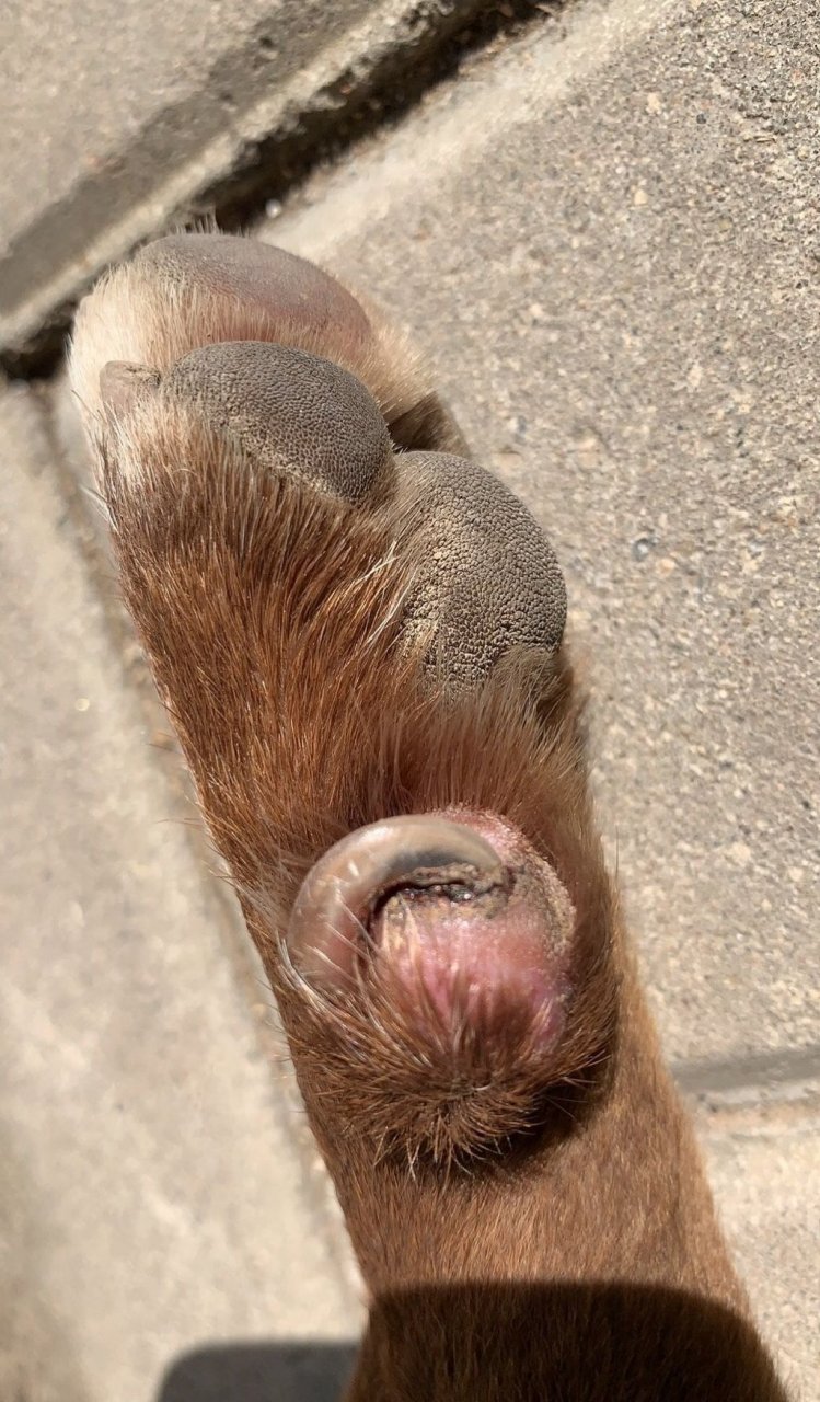 网友:狗狗指甲长到肉里,能不能剪,会不会恢复,会不会咬我?