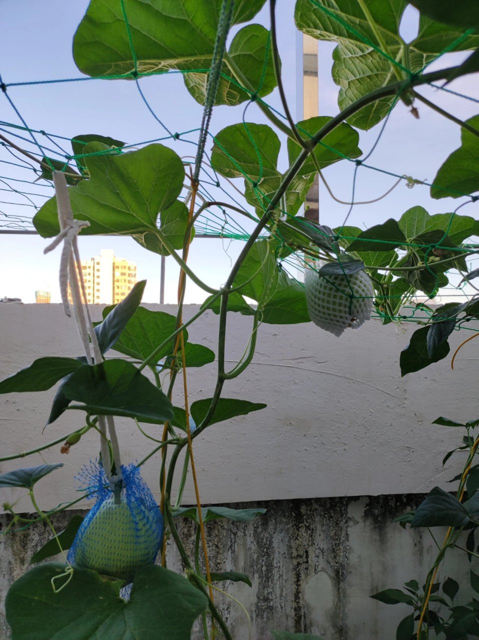 阳台种瓜-苹果瓜  我不确认是不是叫这个名字,就是一种甜的香瓜,广东
